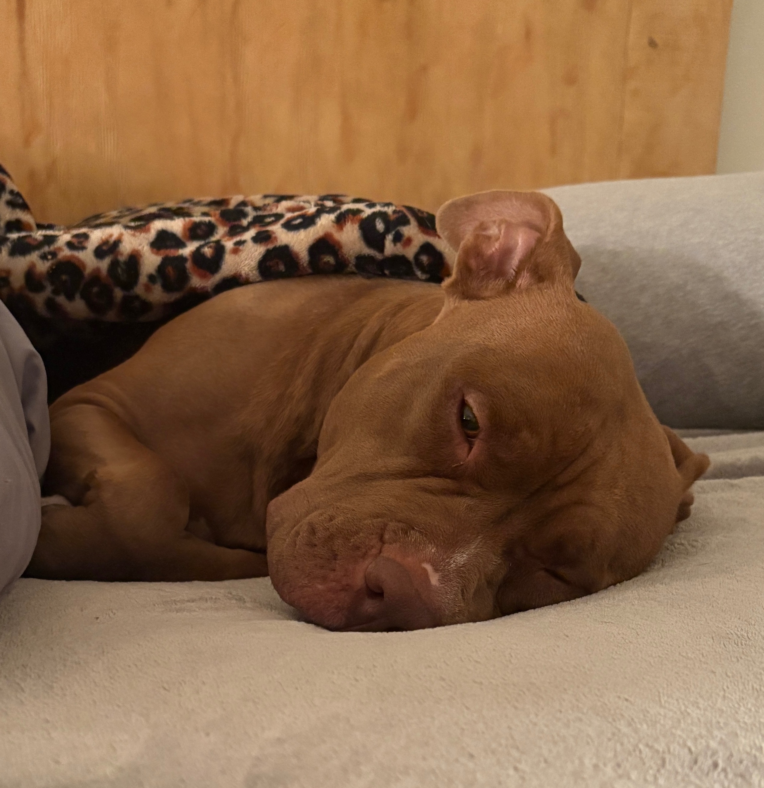 Save Akima: Emergency Surgery Needed campaign photo, 7 of 8
