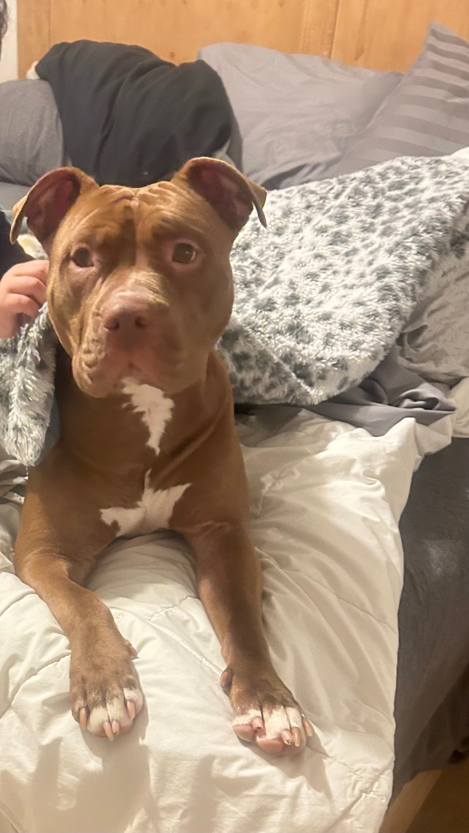 Save Akima: Emergency Surgery Needed campaign photo, 2 of 8