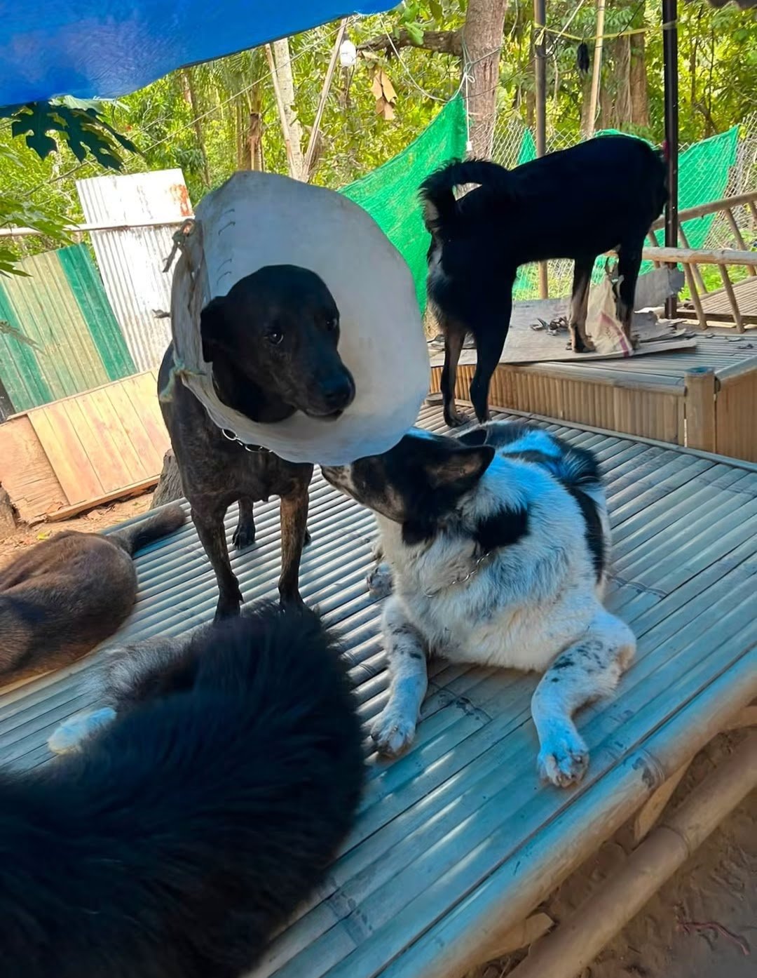 Help Us Create a Safe Home for 100 Rescue Dogs campaign photo, 4 of 9