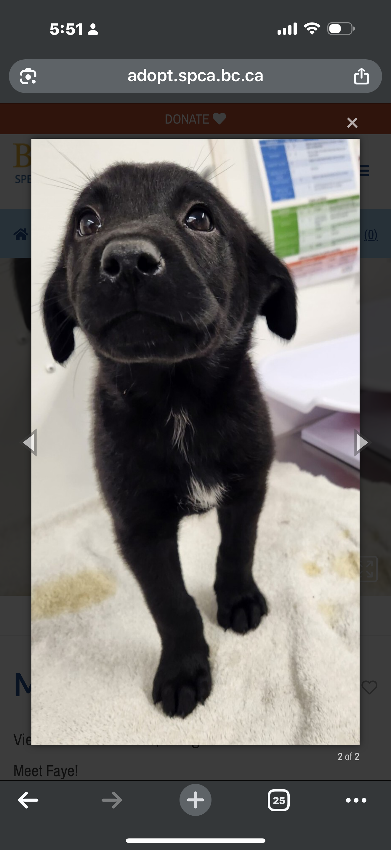 Help us adopt Daisy from the SPCA ❤️ campaign photo, 2 of 5