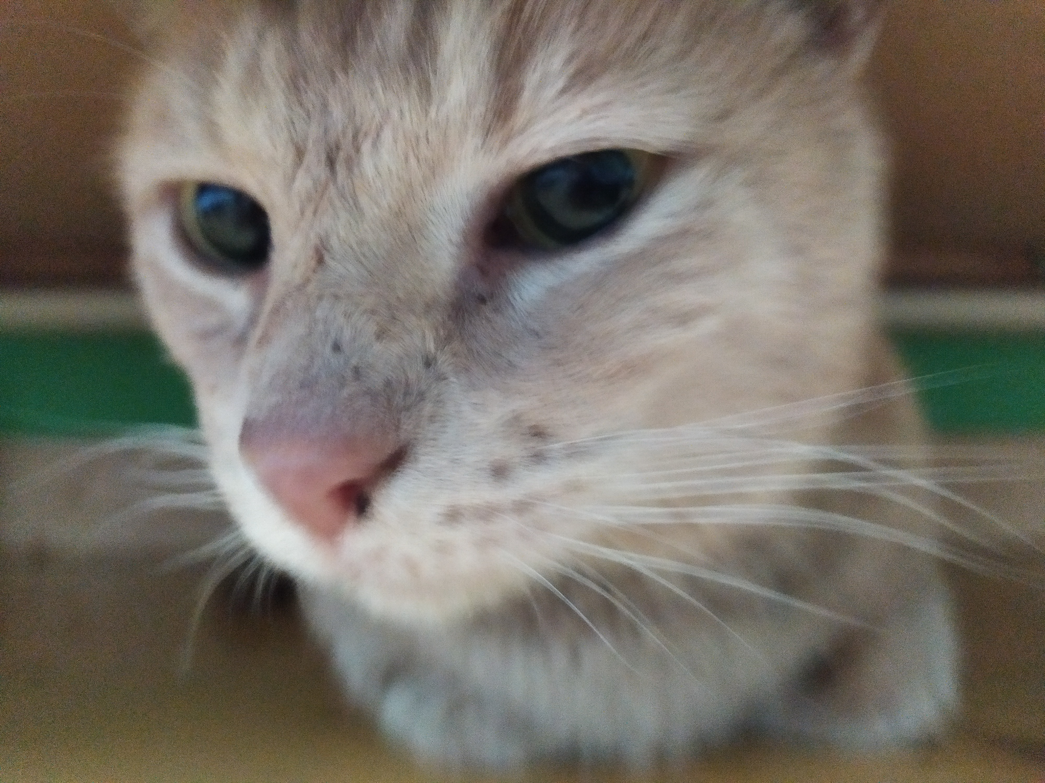 Fundraiser by Nataliya Hlukh : AIUTAMI A SALVARE IL MIO GATTO: HA BISOGNO  DI CURE DENTALI., image size:4000x3000