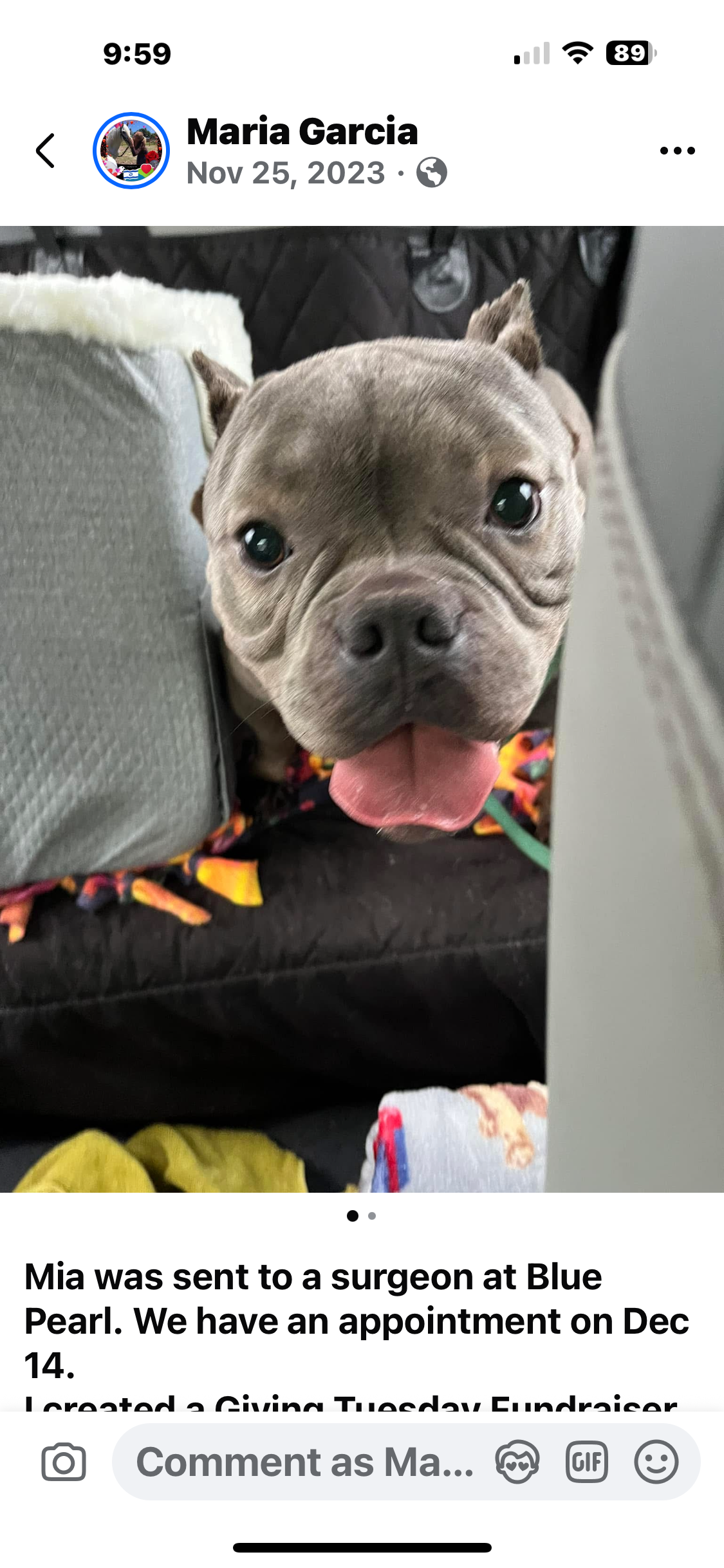 Donate to save Mia the micro bully now hospitalized campaign photo, 2 of 4