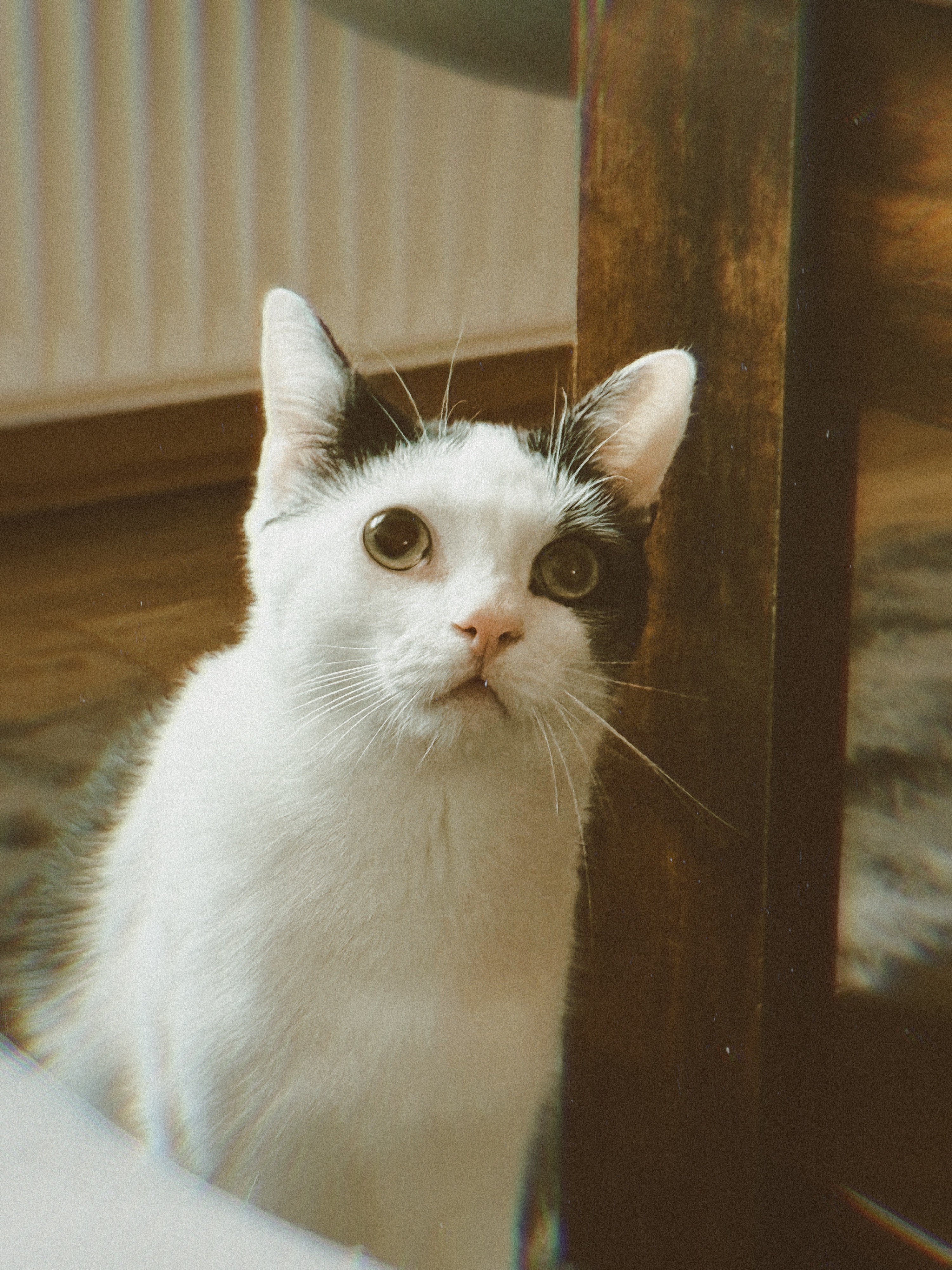 Hilfe für Thor, mein kleiner Kämpfer mit Epilepsie campaign photo, 5 of 6