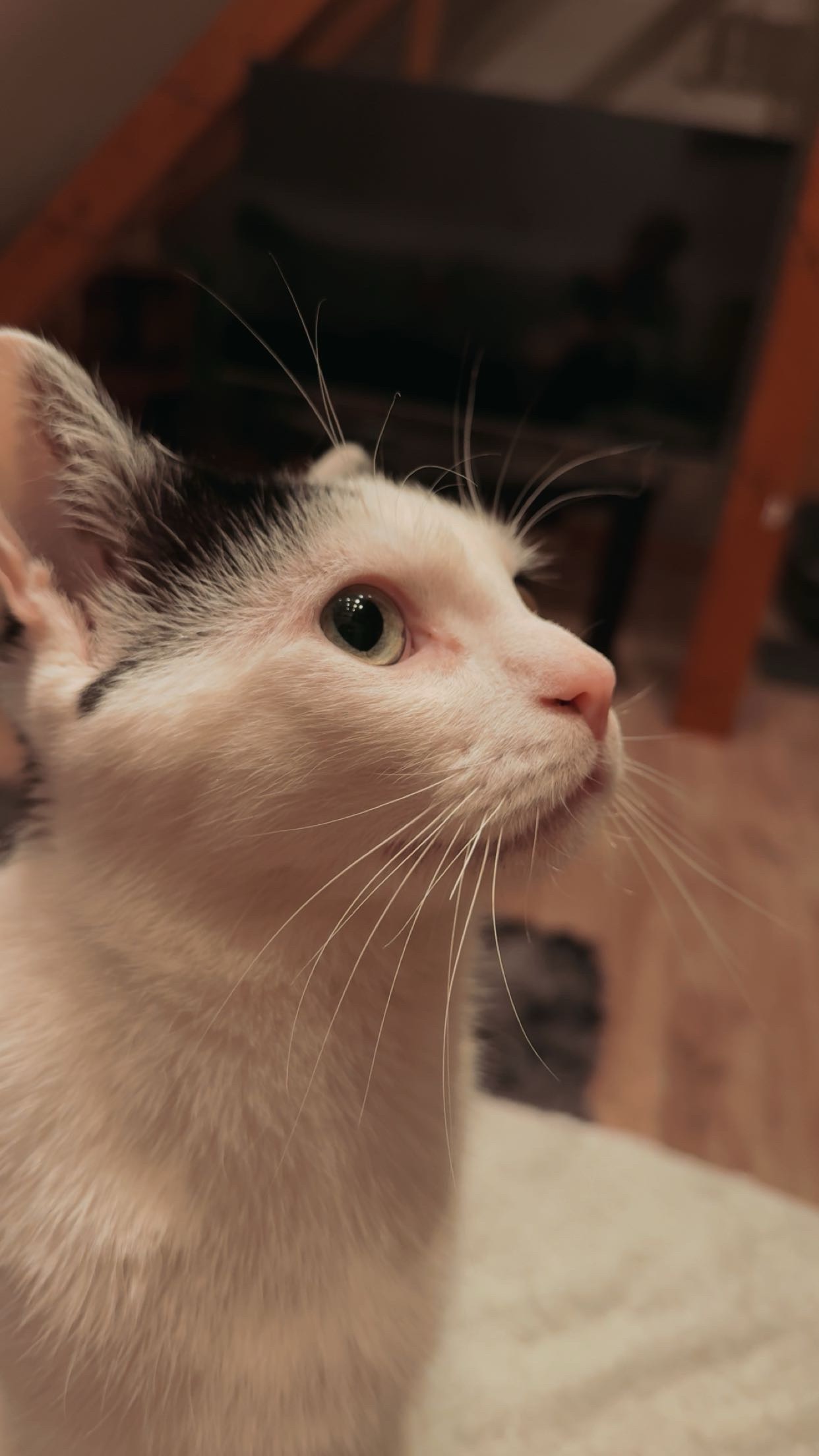 Hilfe für Thor, mein kleiner Kämpfer mit Epilepsie campaign photo, 2 of 6