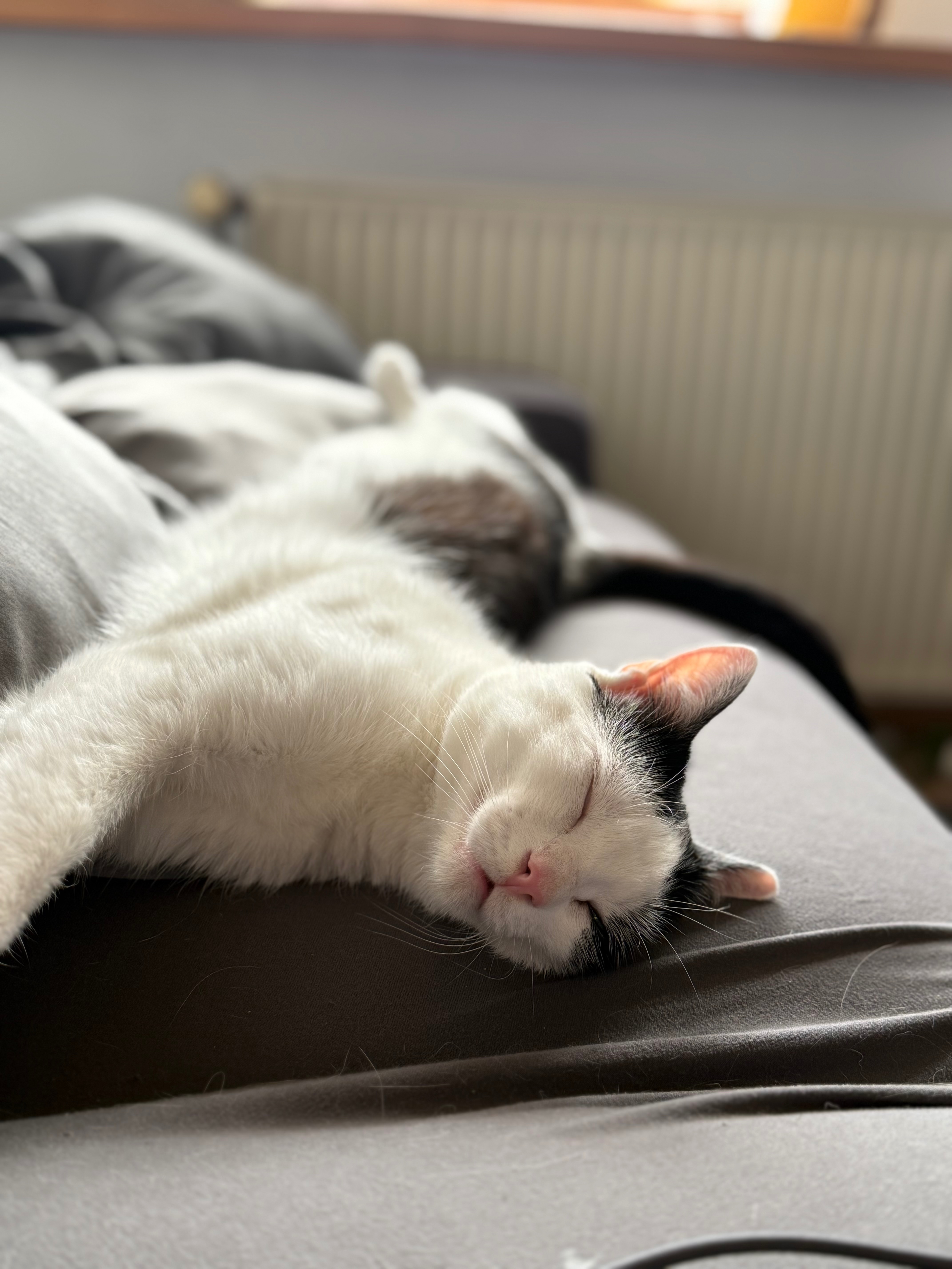 Hilfe für Thor, mein kleiner Kämpfer mit Epilepsie campaign photo, 4 of 6