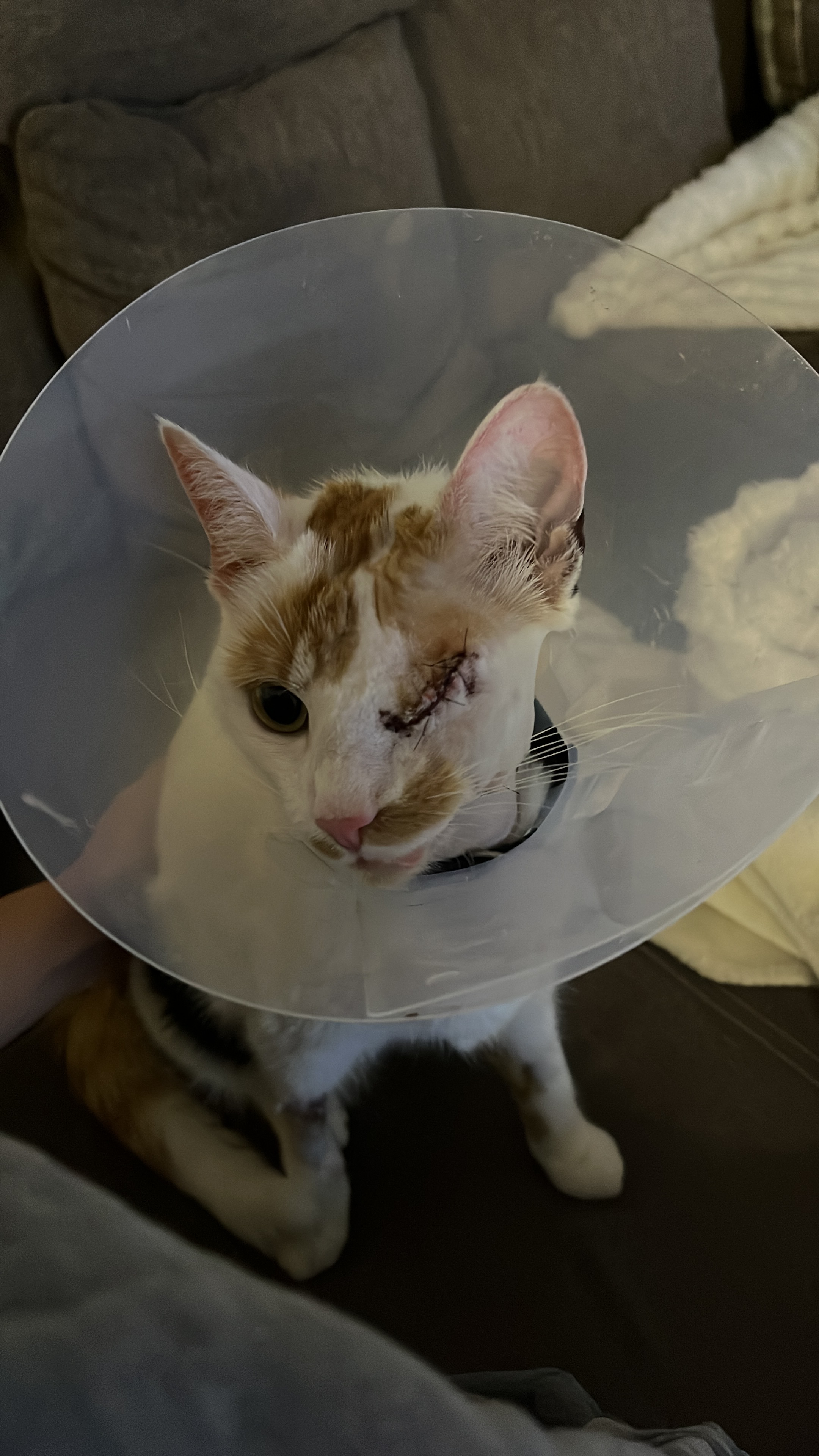 Angeschossene Katze campaign photo, 5 of 6