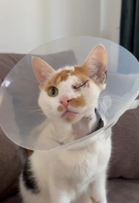 Angeschossene Katze campaign photo, 2 of 6