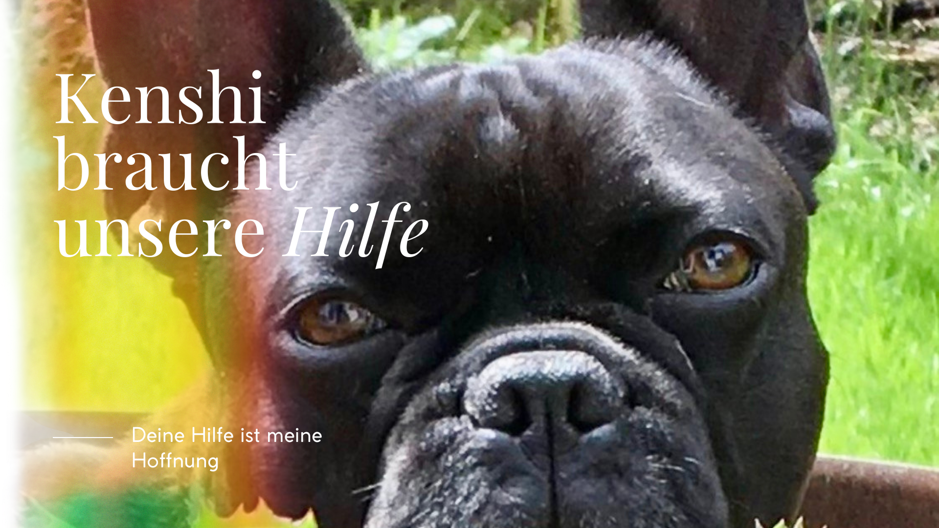 Rette Hund Kenshi – in der Tierklinik kämpft er ums Leben campaign photo, 6 of 7