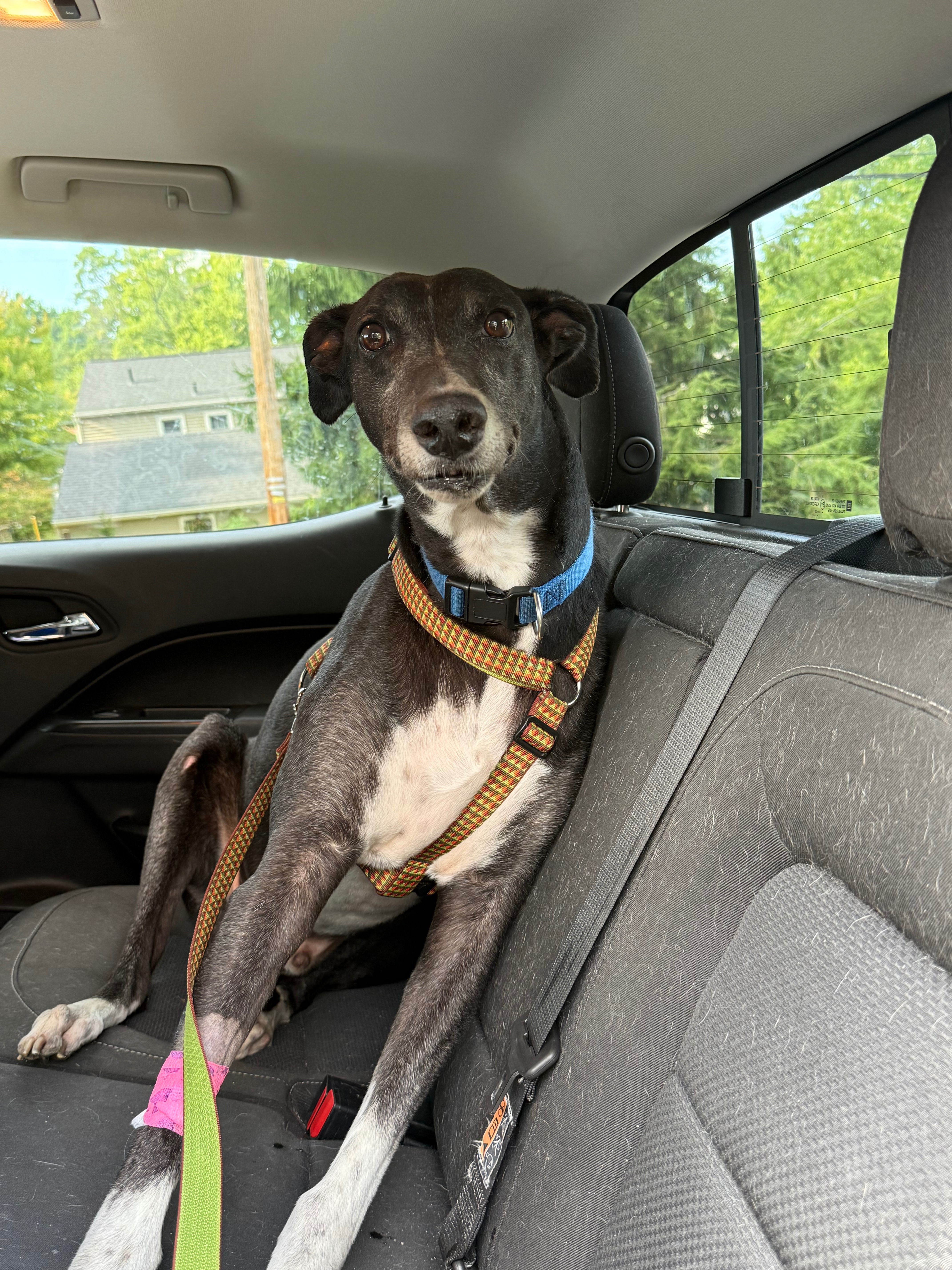 Help Tab Pay for Habibi's Vet Treatment campaign photo, 2 of 4