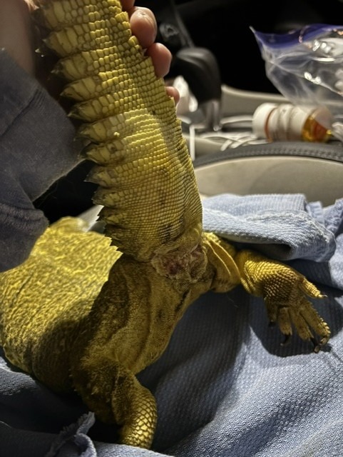 Help Caractacus the Lizard Get Life-Saving Surgery campaign photo, 7 of 8