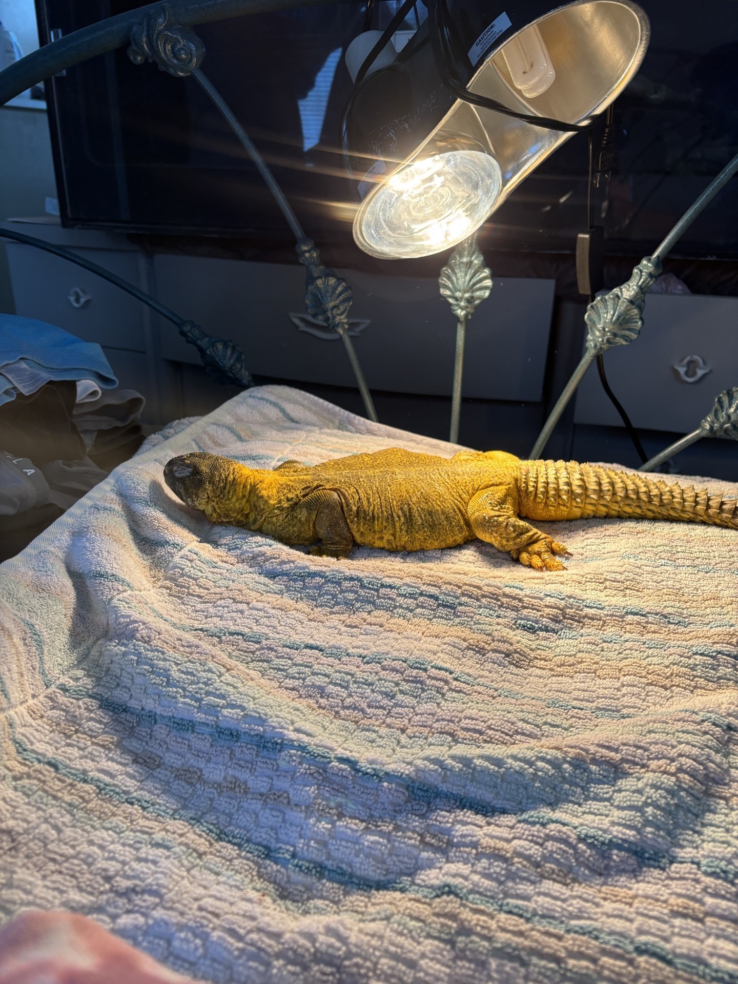 Help Caractacus the Lizard Get Life-Saving Surgery campaign photo, 2 of 8