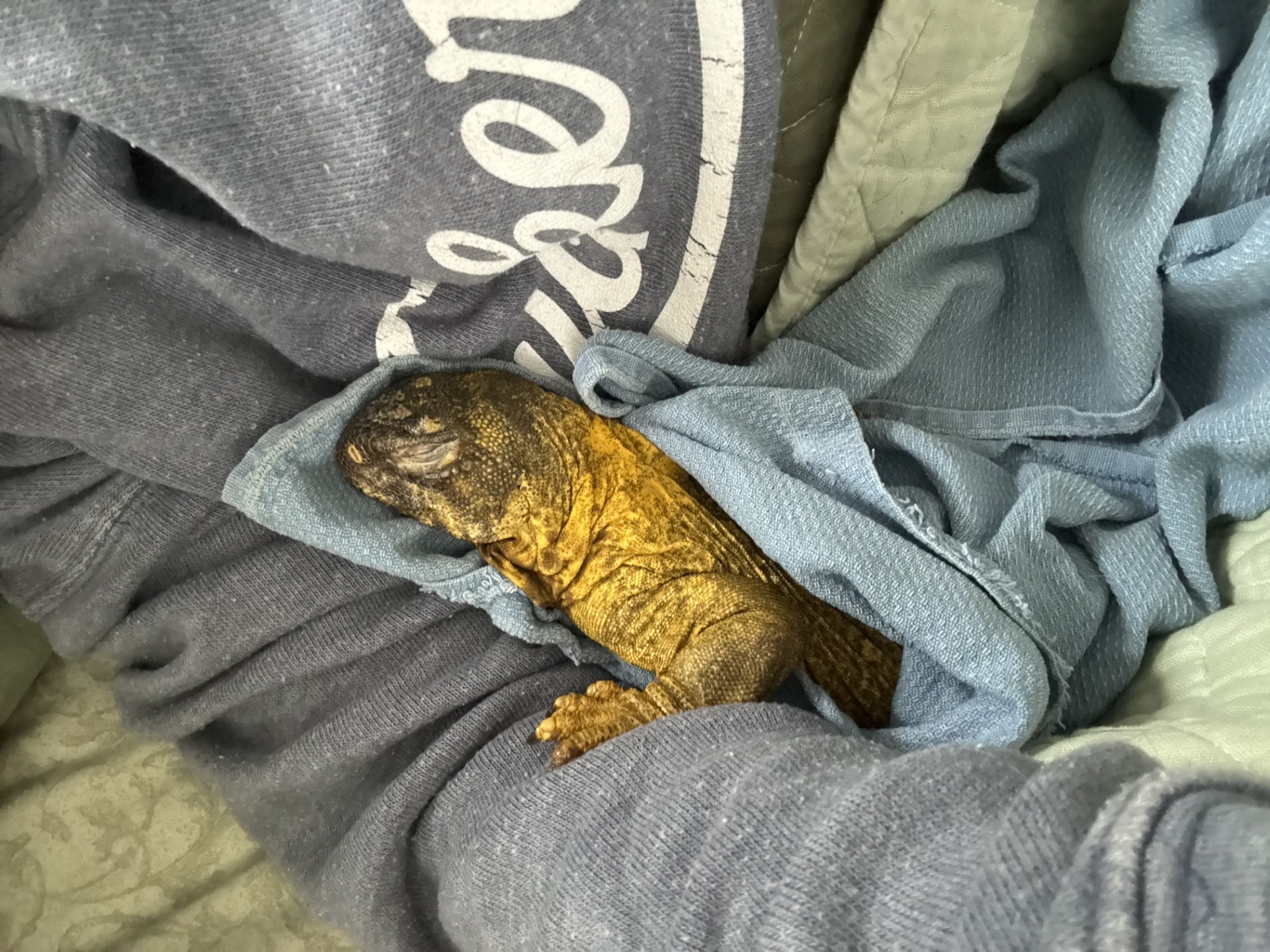 Help Caractacus the Lizard Get Life-Saving Surgery campaign photo, 4 of 8