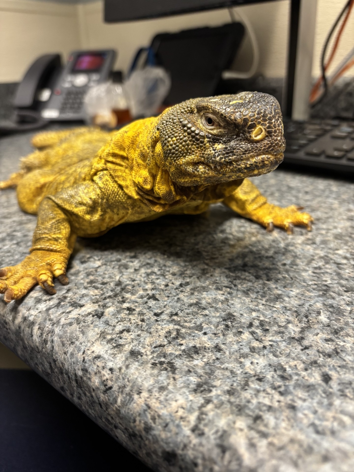 Help Caractacus the Lizard Get Life-Saving Surgery campaign photo, 6 of 8