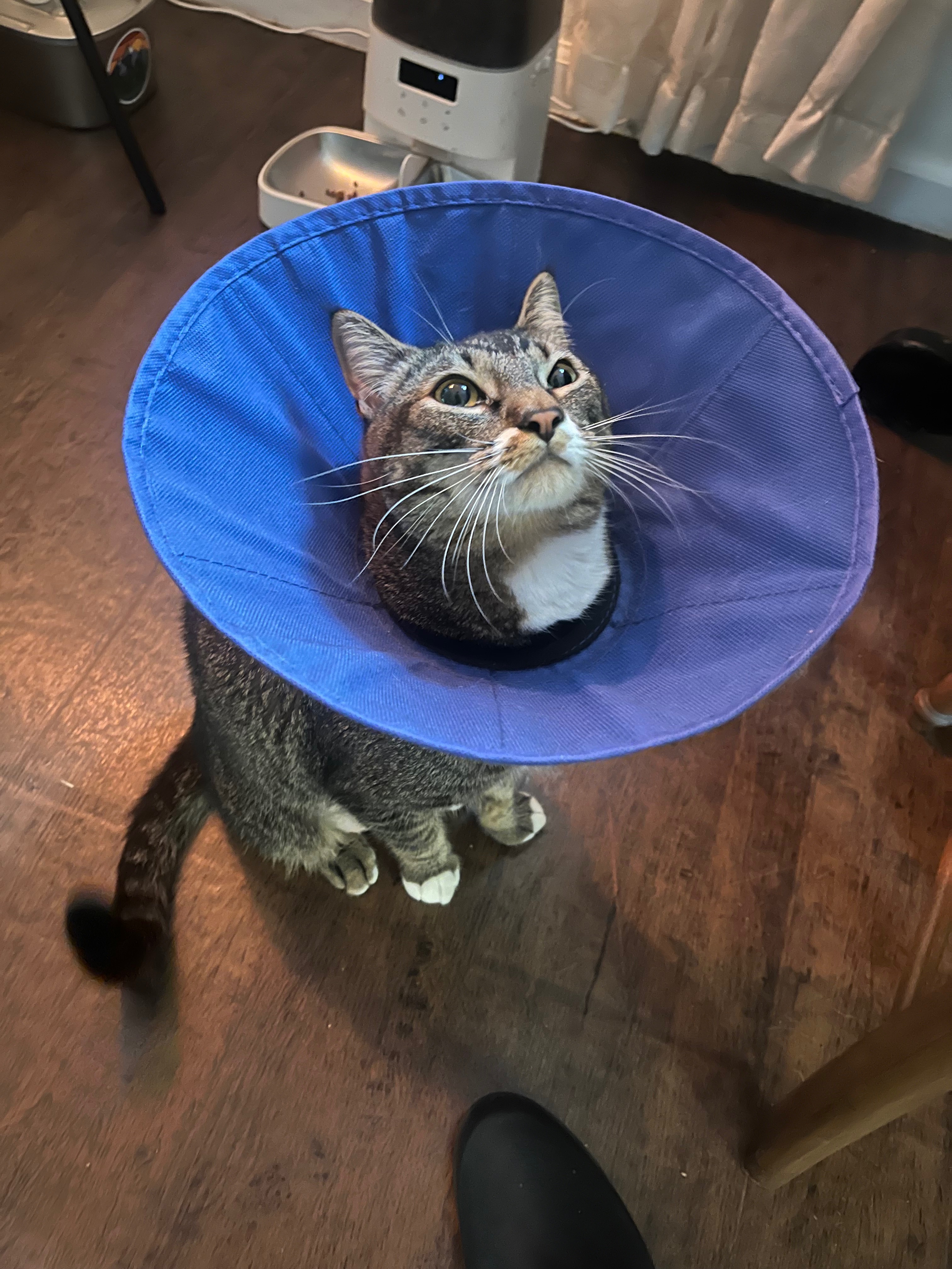 Support Lincoln's Emergency Surgery Expenses campaign photo, 7 of 8