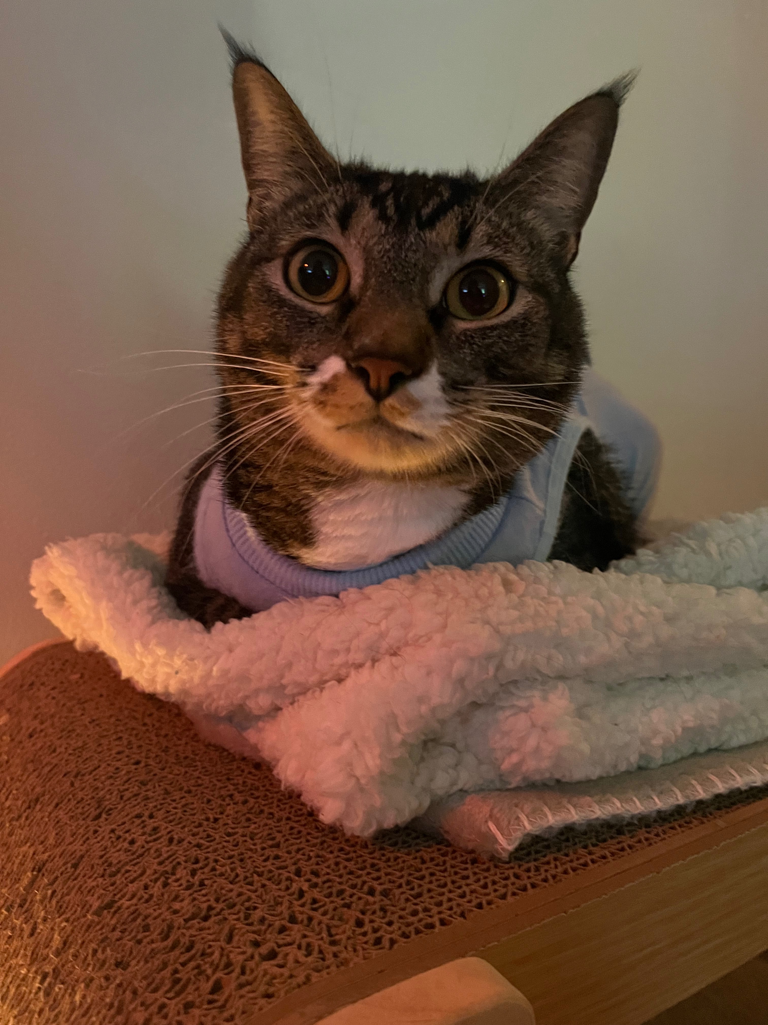 Support Lincoln's Emergency Surgery Expenses campaign photo, 6 of 8