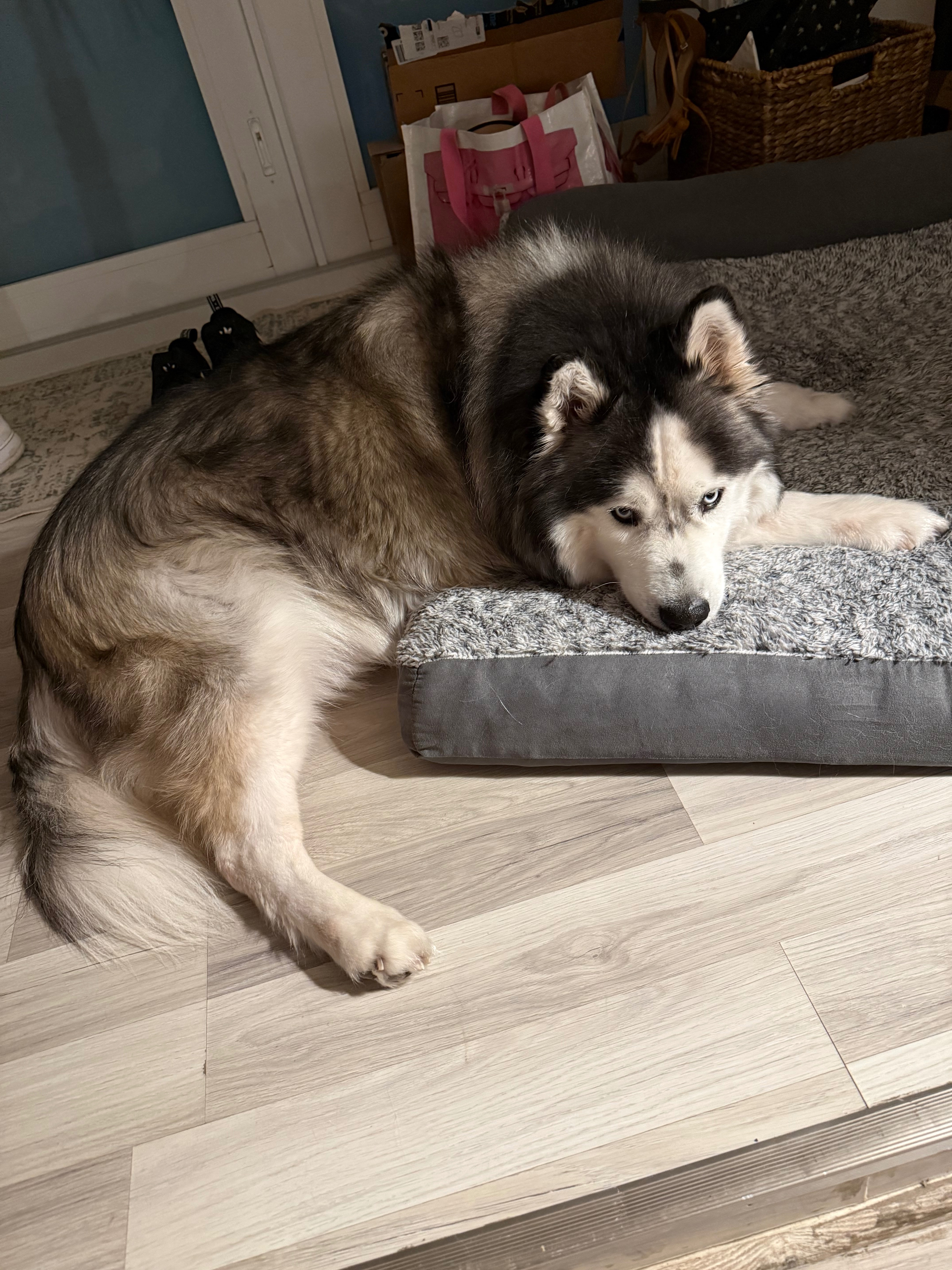 Help Save Hunter: Our Malamute’s Fight Against Lymphoma campaign photo, 7 of 8