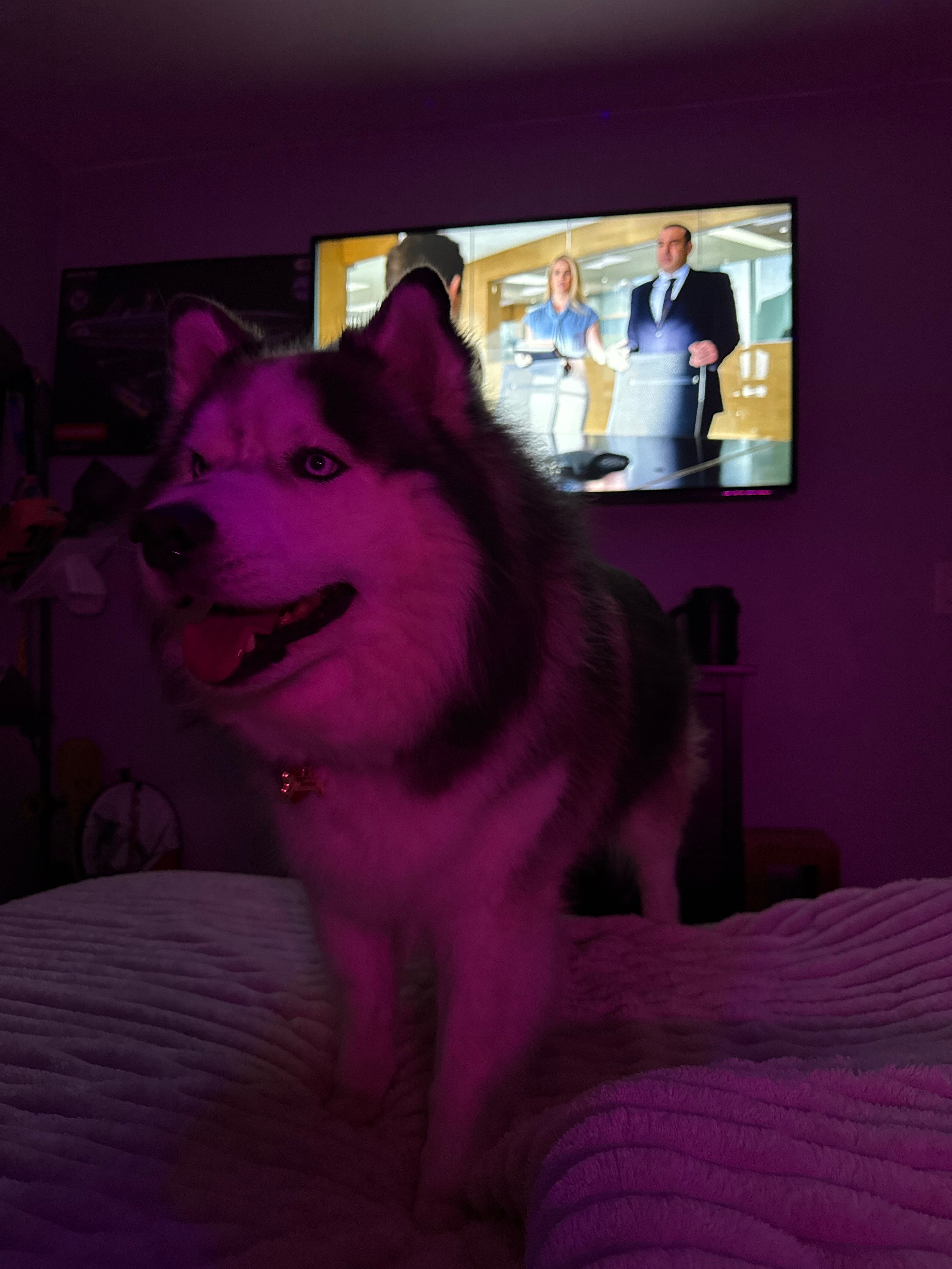 Help Save Hunter: Our Malamute’s Fight Against Lymphoma campaign photo, 4 of 8