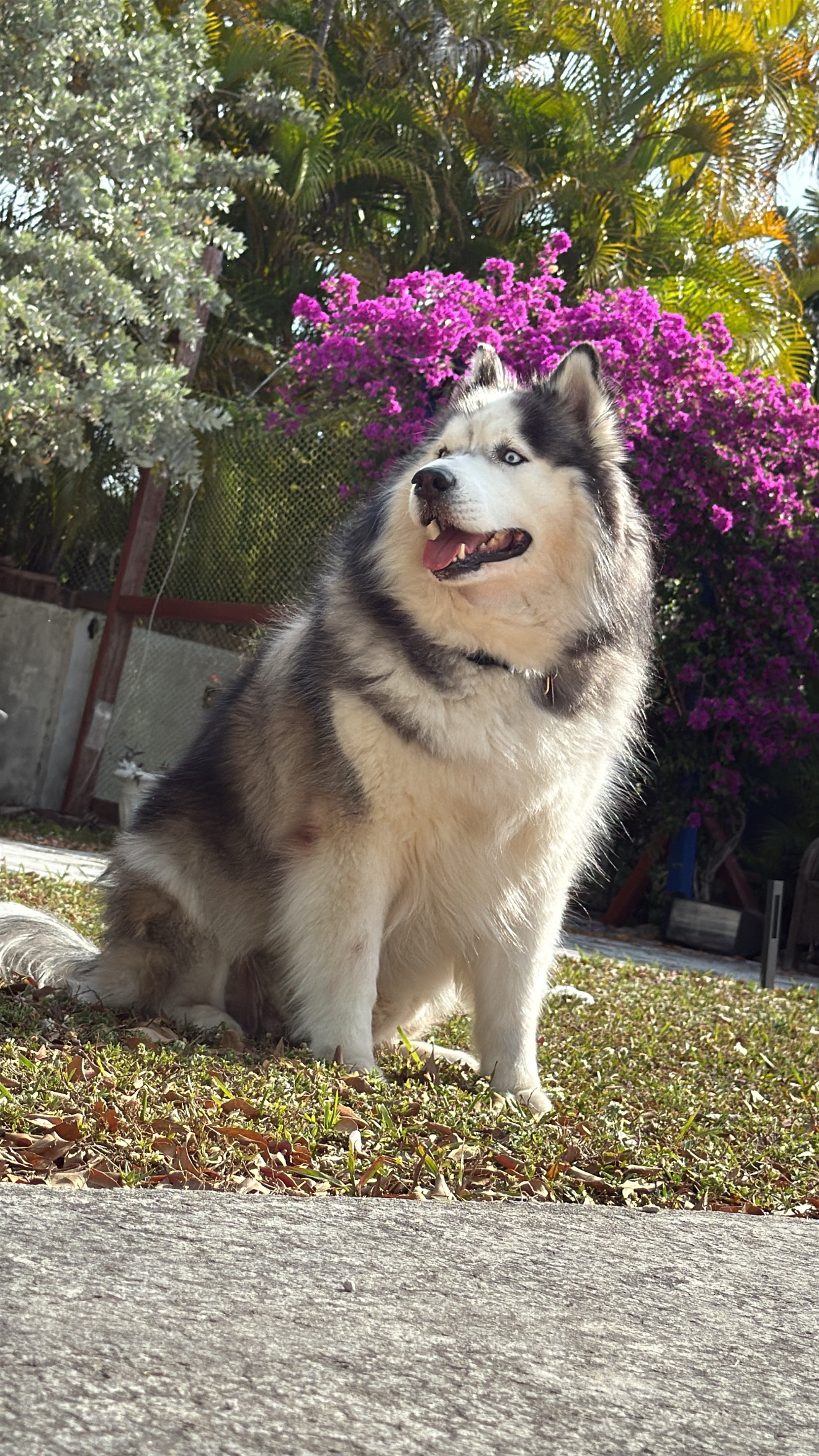 Help Save Hunter: Our Malamute’s Fight Against Lymphoma campaign photo, 5 of 8