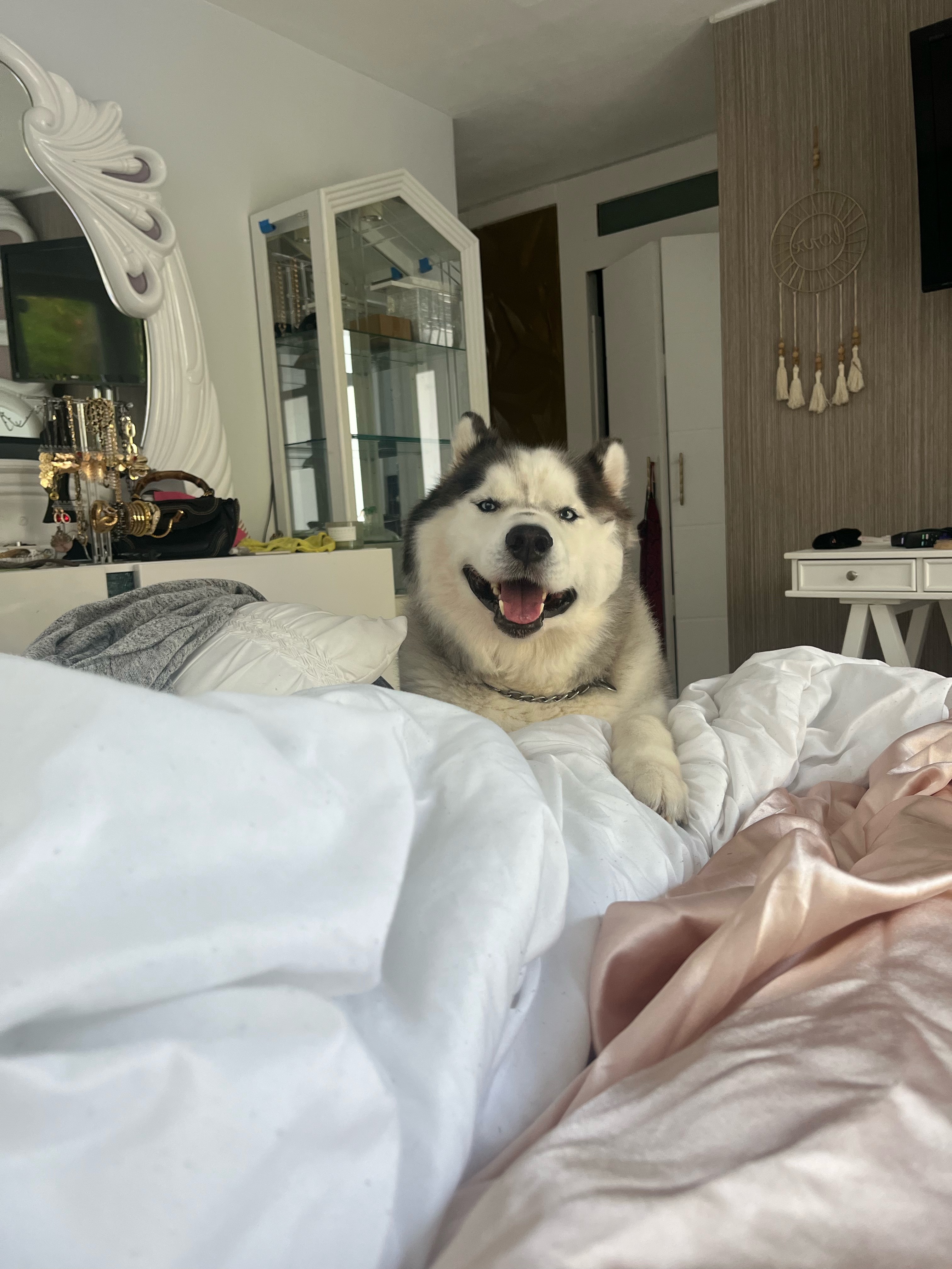Help Save Hunter: Our Malamute’s Fight Against Lymphoma campaign photo, 6 of 8