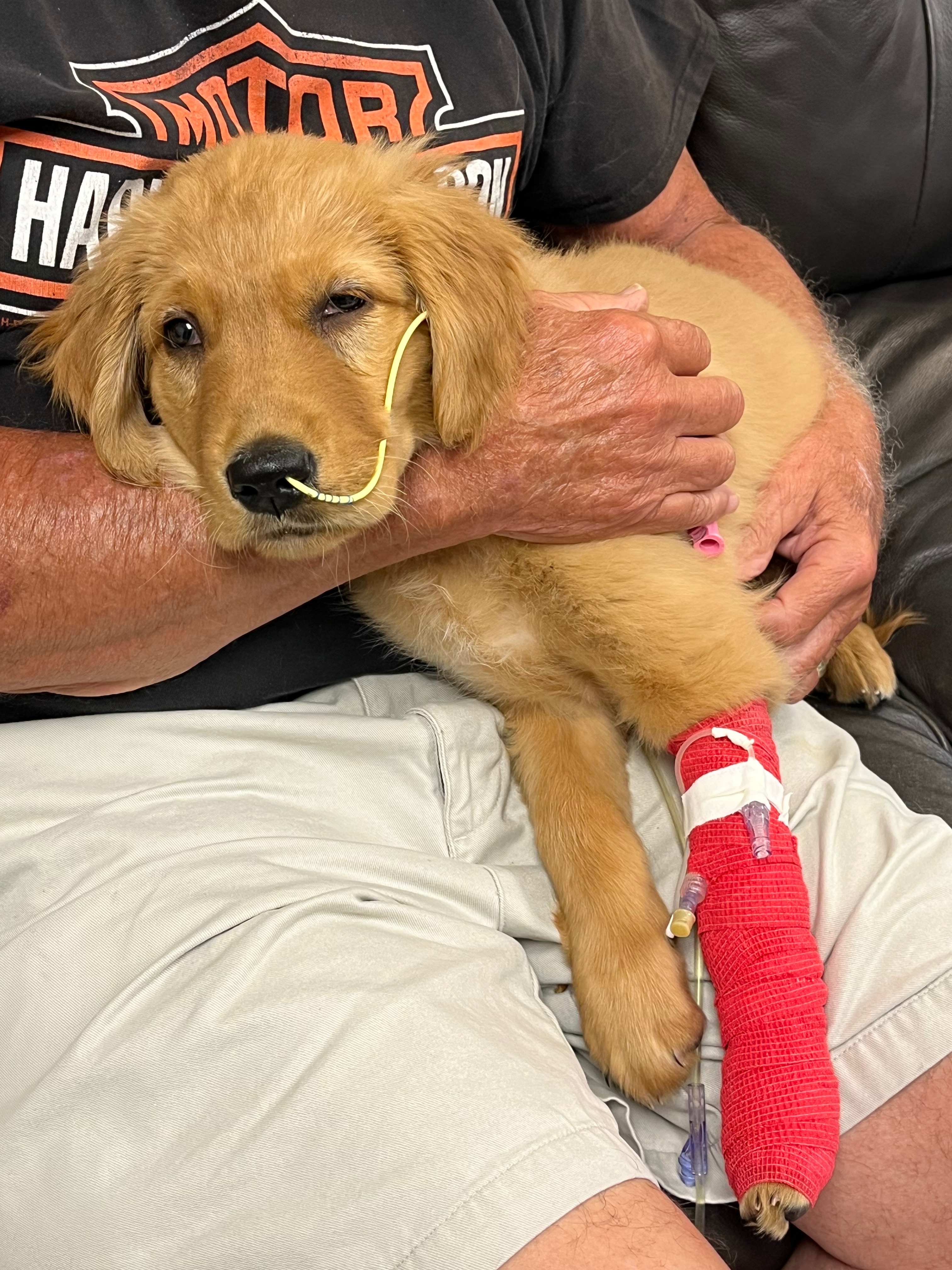 Help Buddy Recover from Toxic Mushroom campaign photo, 5 of 6