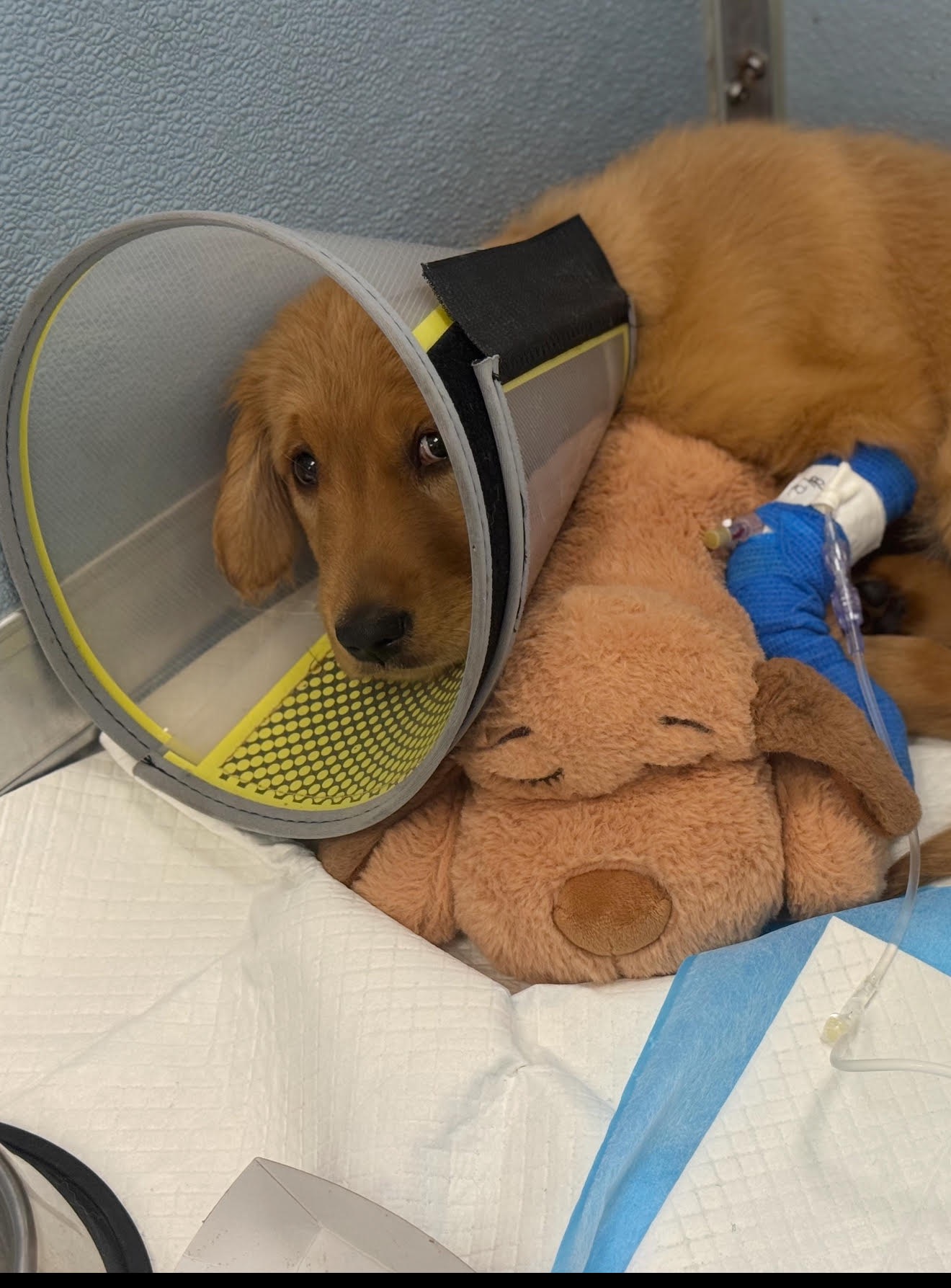 Help Buddy Recover from Toxic Mushroom campaign photo, 2 of 6