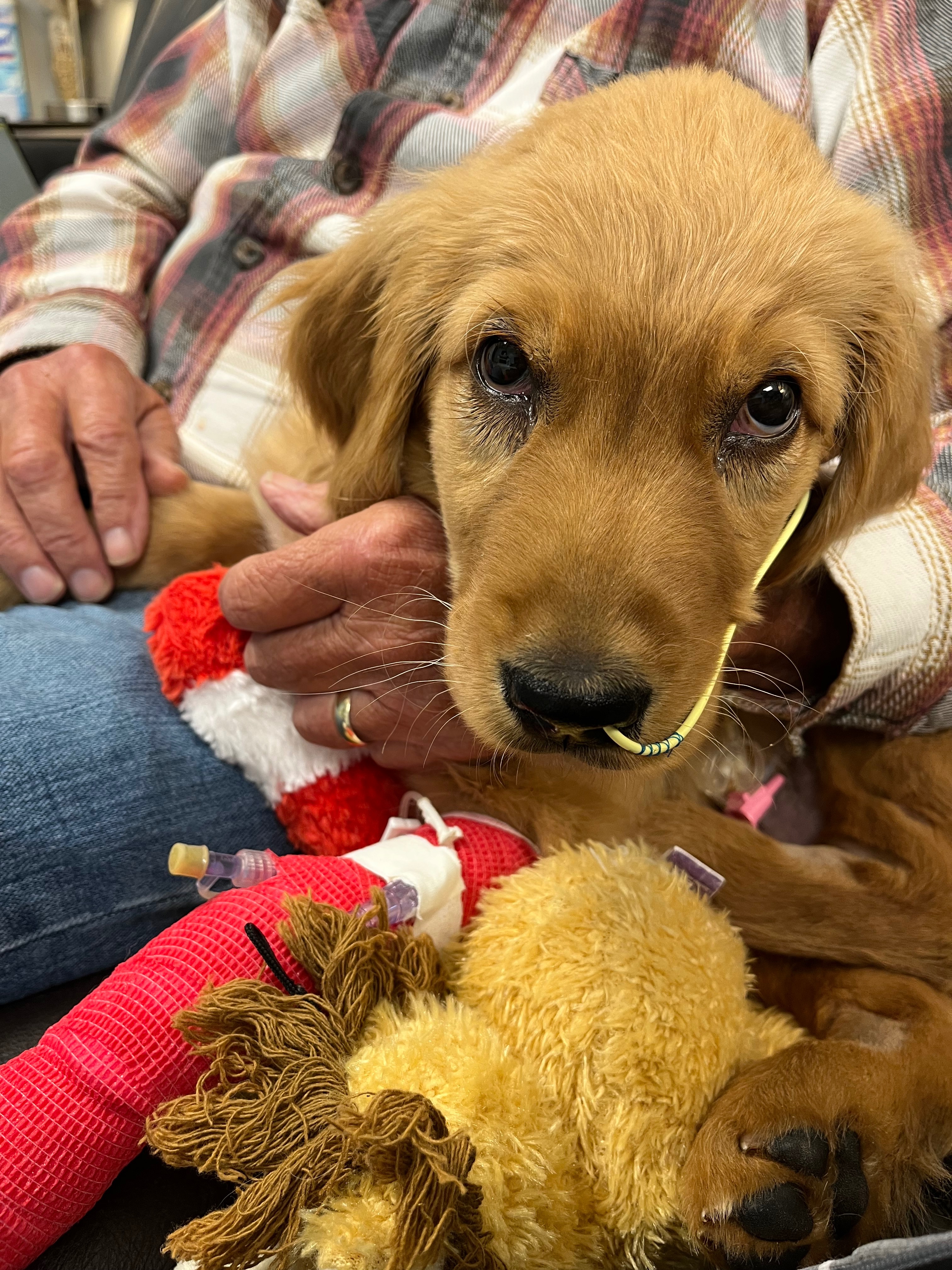 Help Buddy Recover from Toxic Mushroom campaign photo, 4 of 6