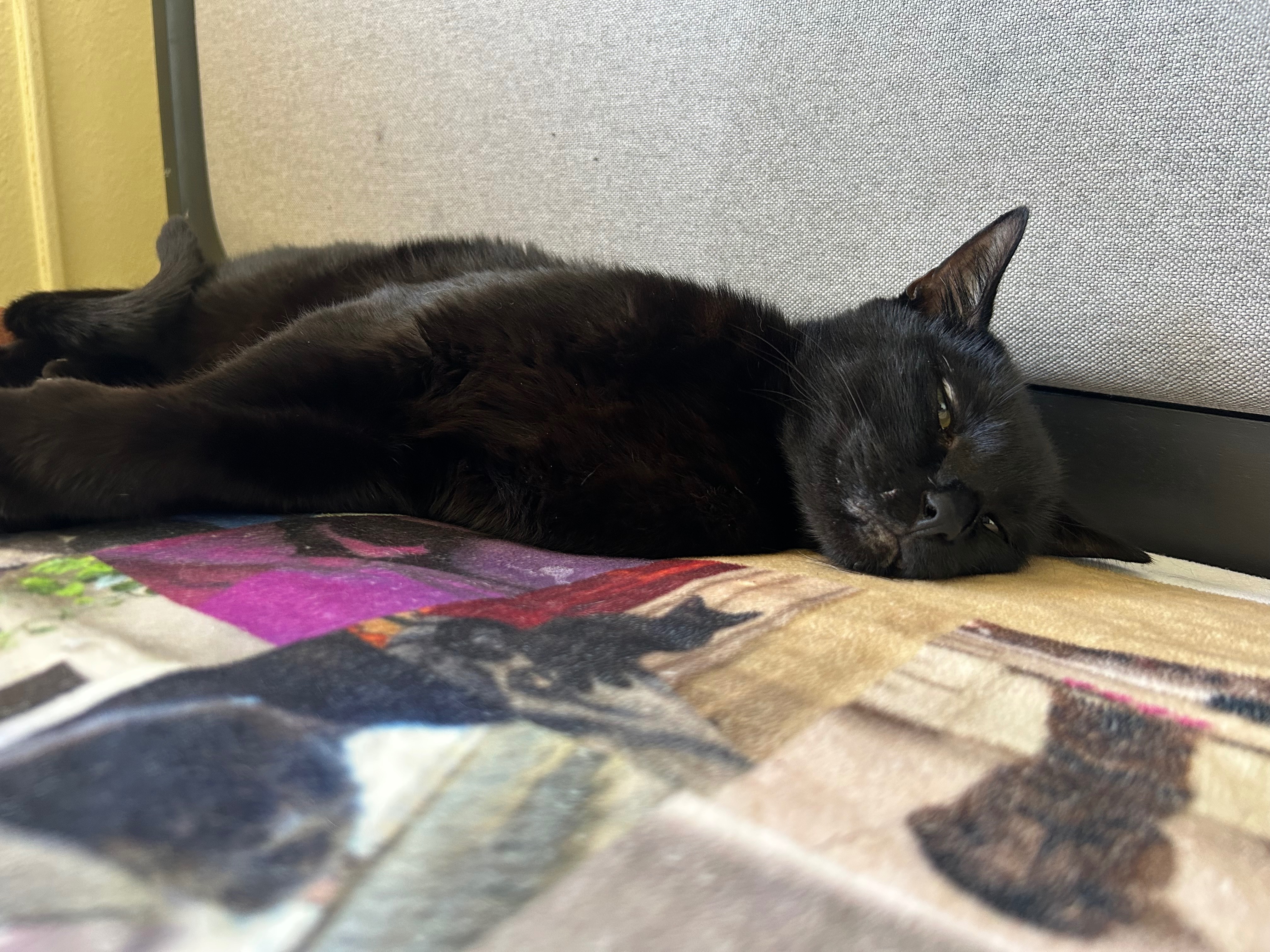 Help Save Our Cat Shadow From Life-Threatening Blockages campaign photo, 5 of 6