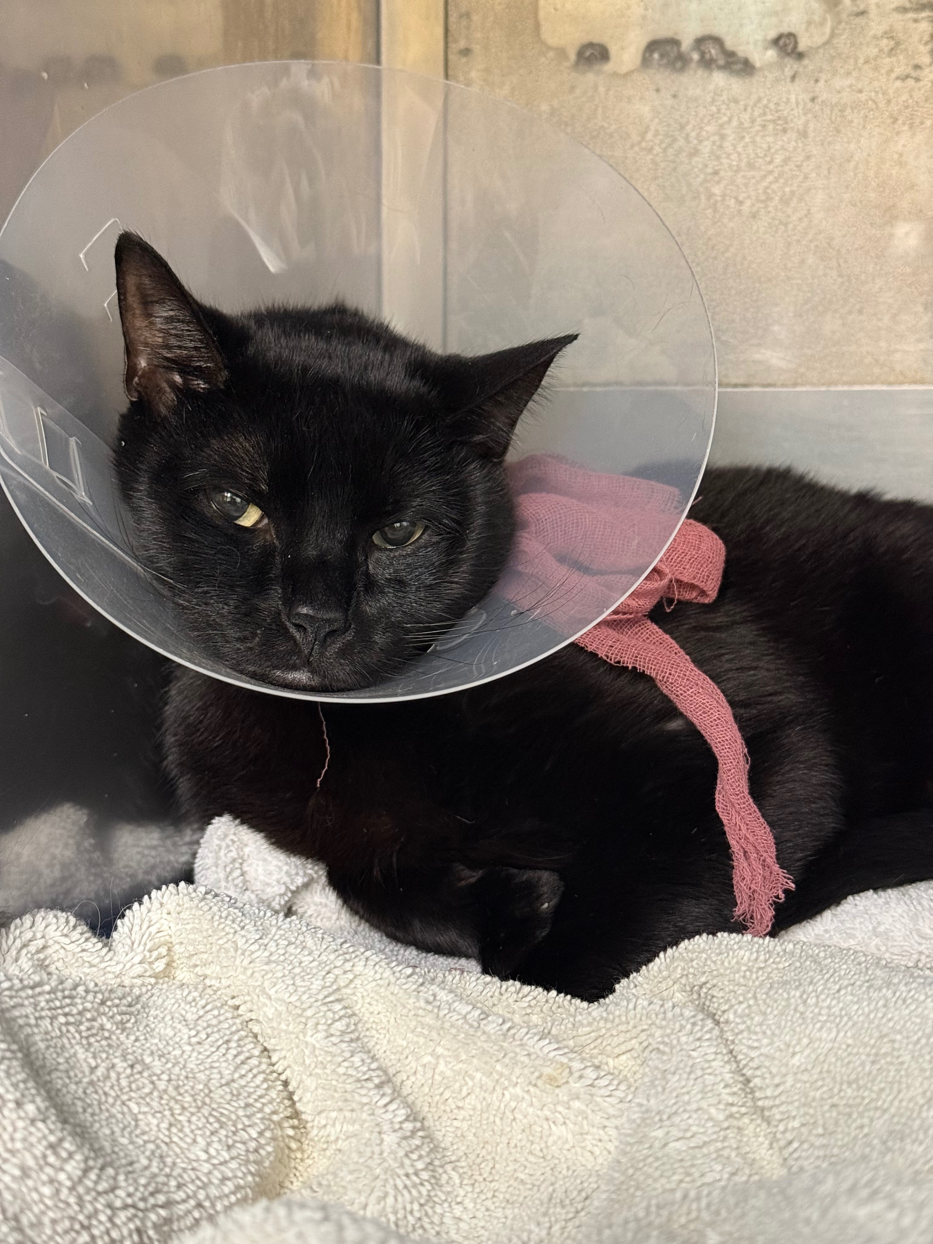 Help Save Our Cat Shadow From Life-Threatening Blockages campaign photo, 2 of 6