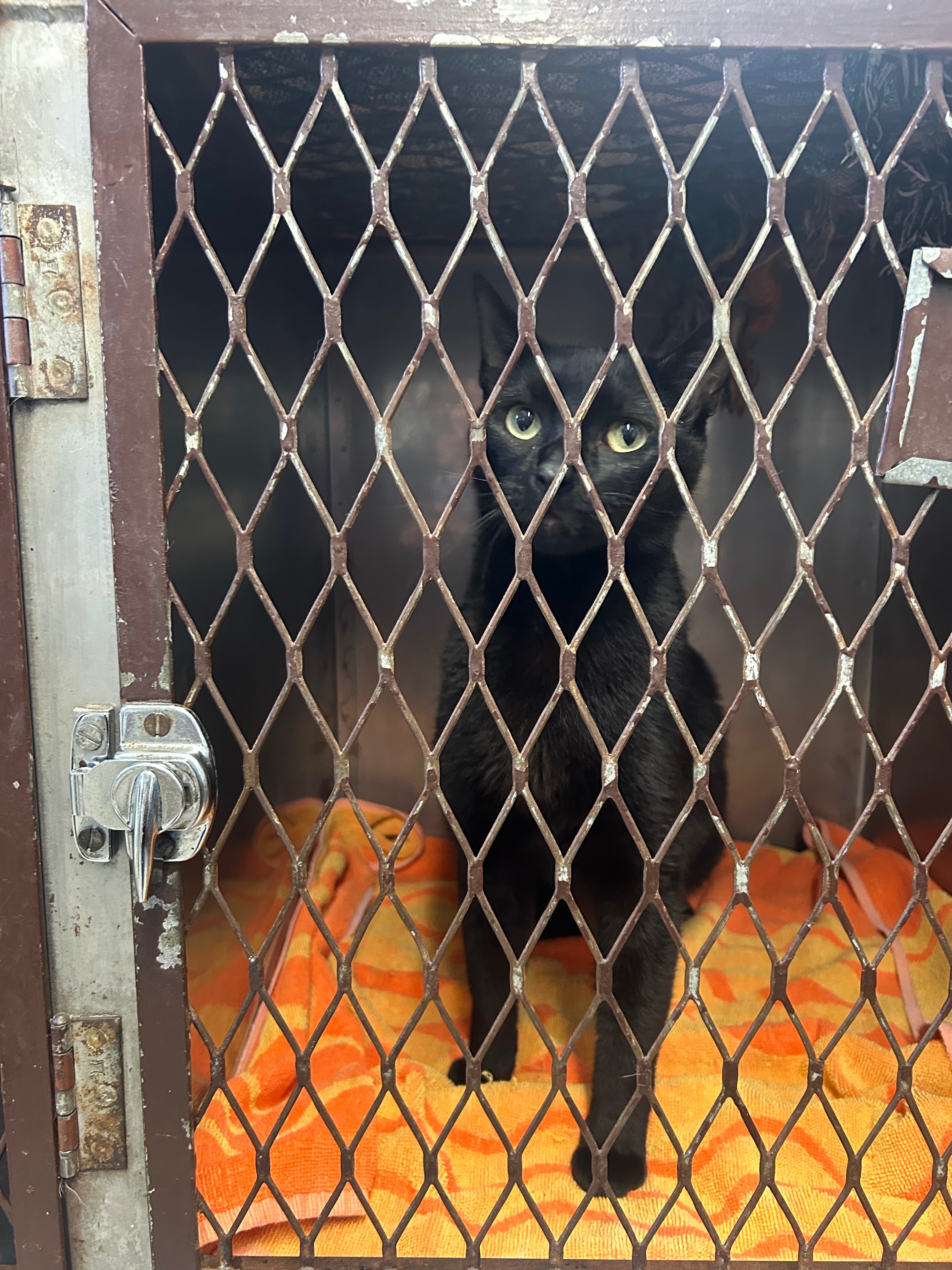Help Save Our Cat Shadow From Life-Threatening Blockages campaign photo, 4 of 6
