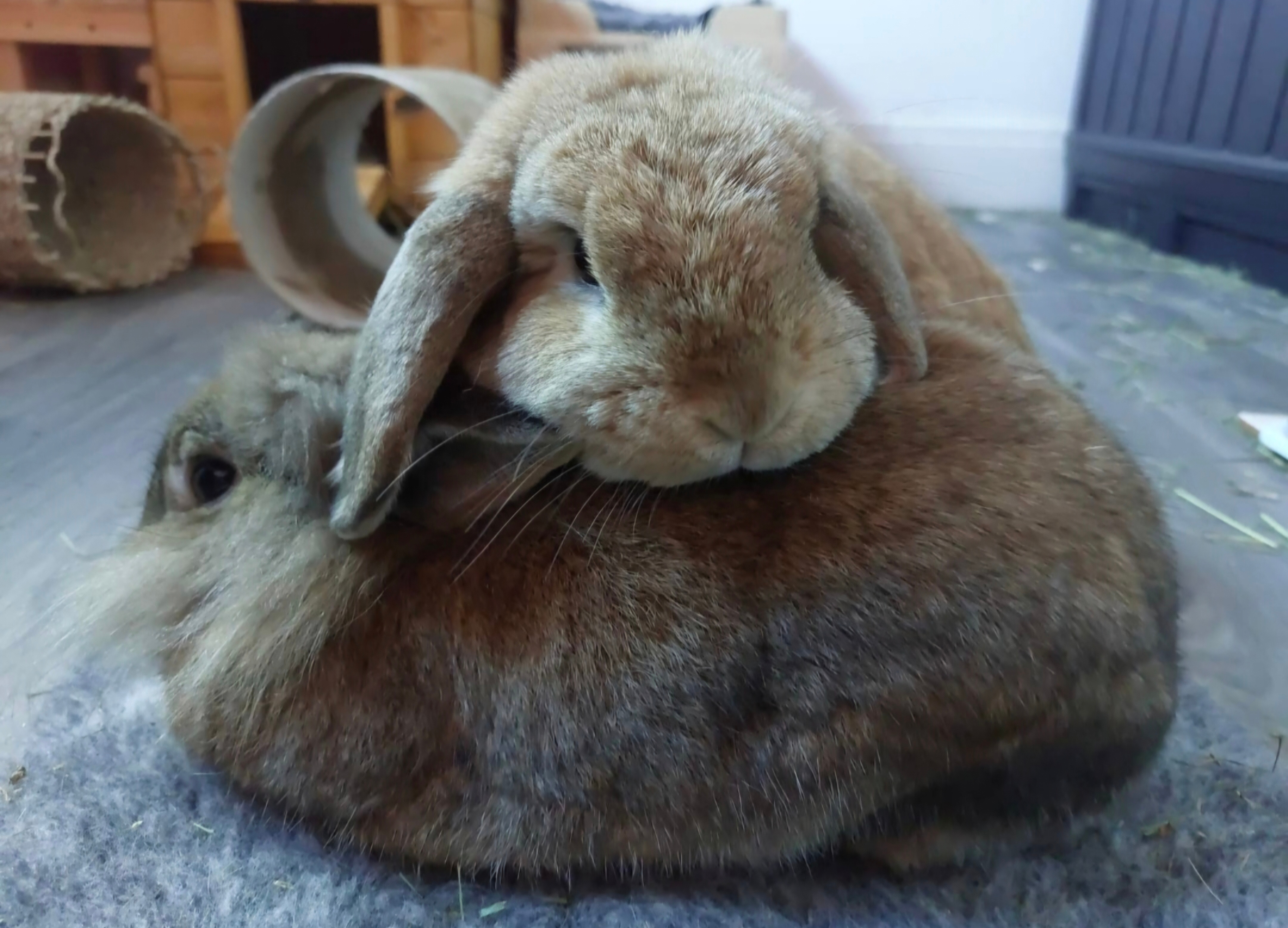 SEPEMBER FOR RABBIT RESCUE NORTH WEST campaign photo, 7 of 8