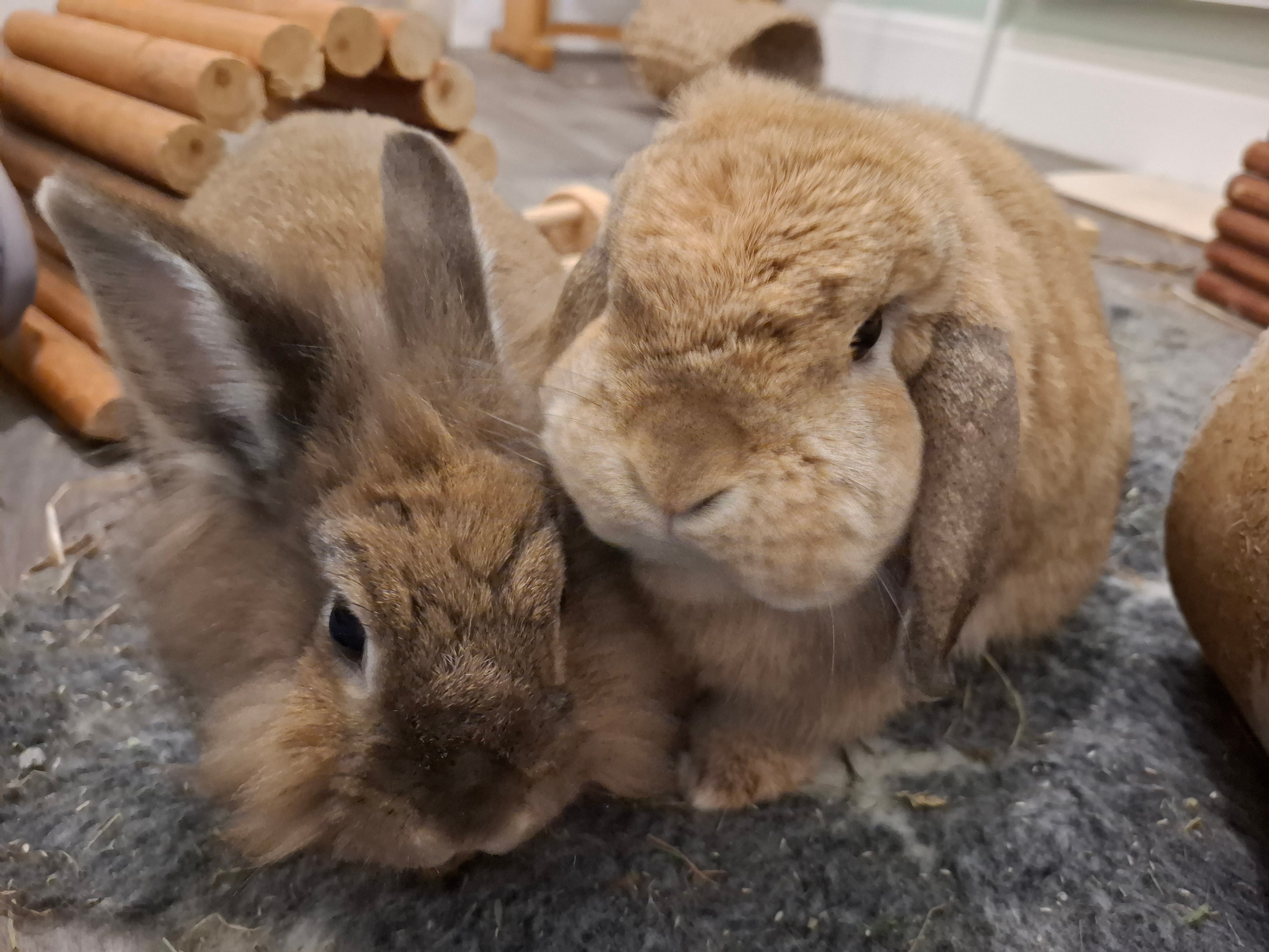SEPEMBER FOR RABBIT RESCUE NORTH WEST campaign photo, 2 of 8