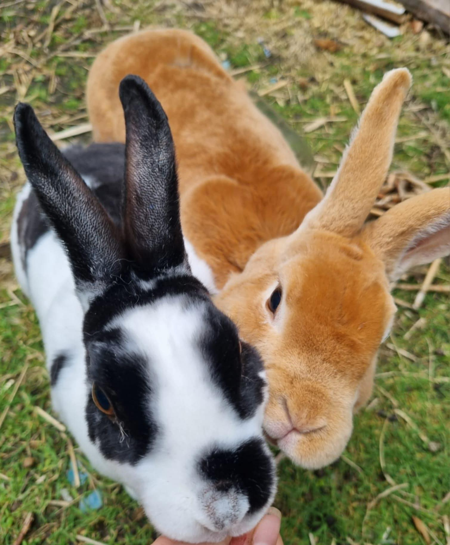 SEPEMBER FOR RABBIT RESCUE NORTH WEST campaign photo, 5 of 8