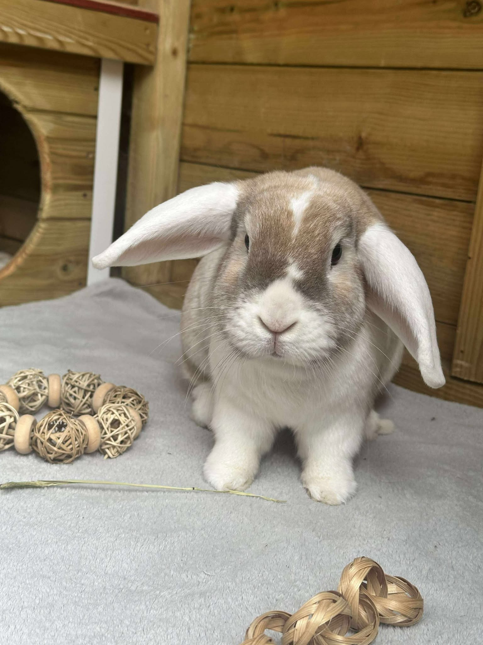 SEPEMBER FOR RABBIT RESCUE NORTH WEST campaign photo, 6 of 8