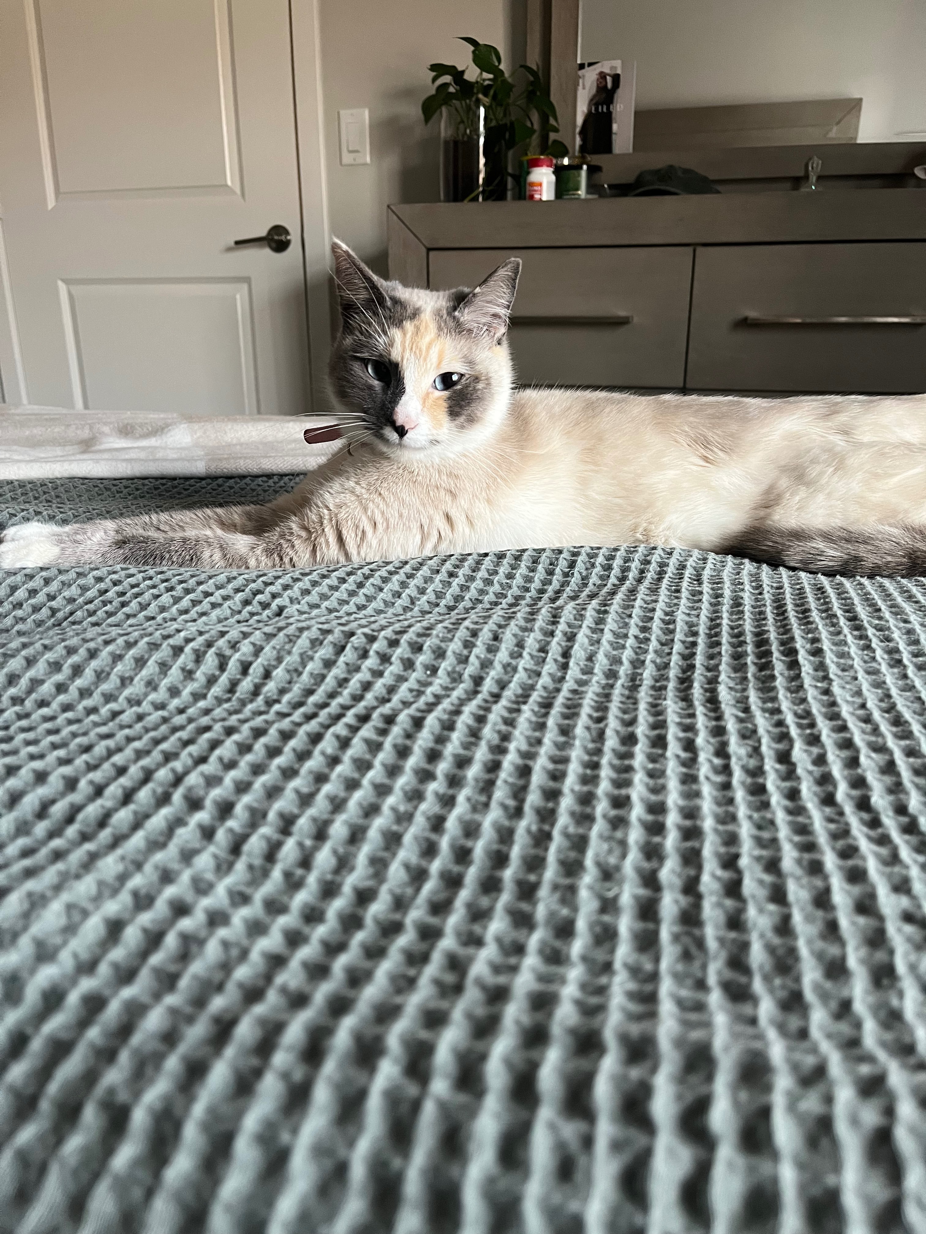 Street Rescue Nylah Needs Urgent Care campaign photo, 7 of 8