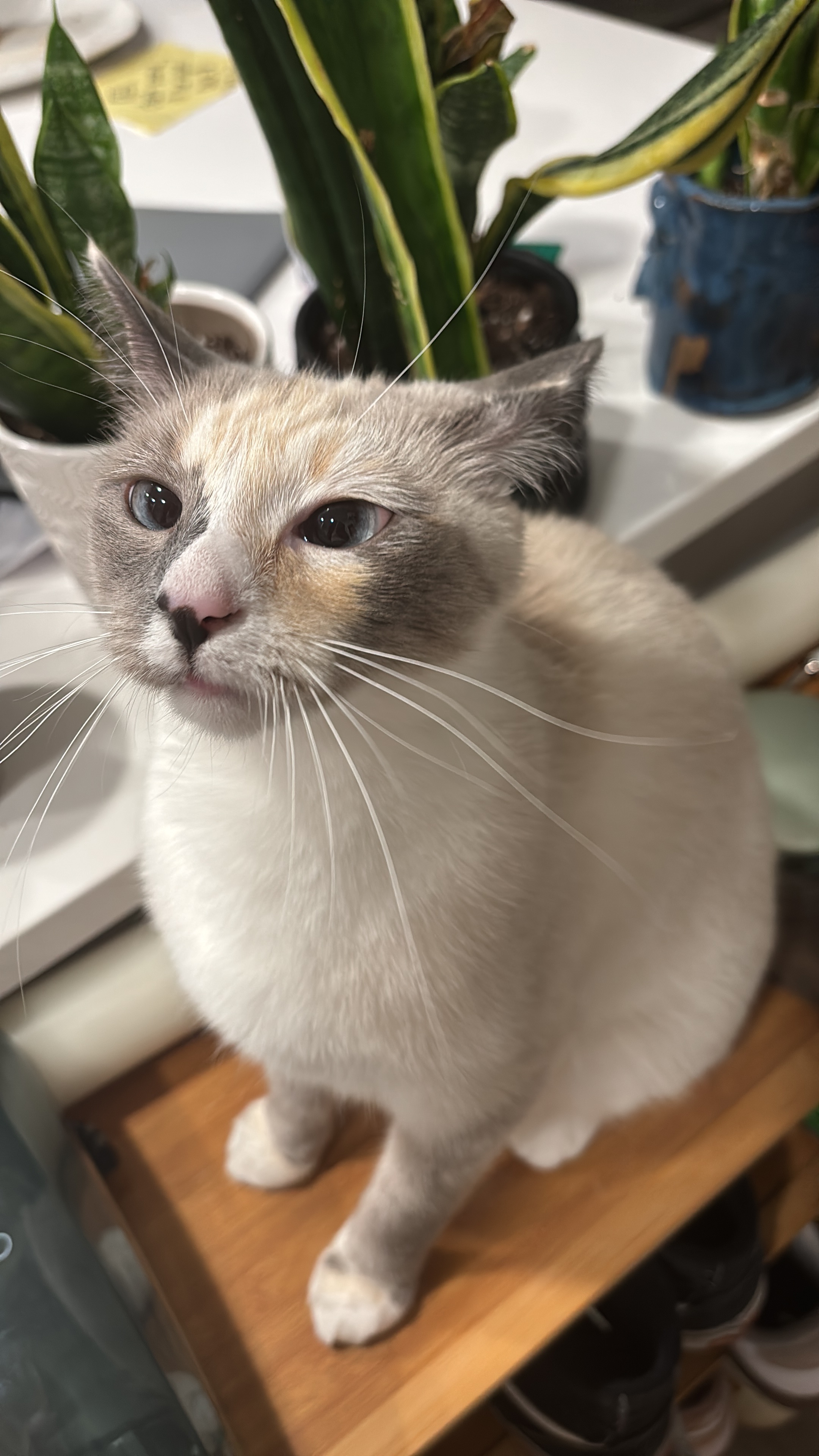 Street Rescue Nylah Needs Urgent Care campaign photo, 2 of 8