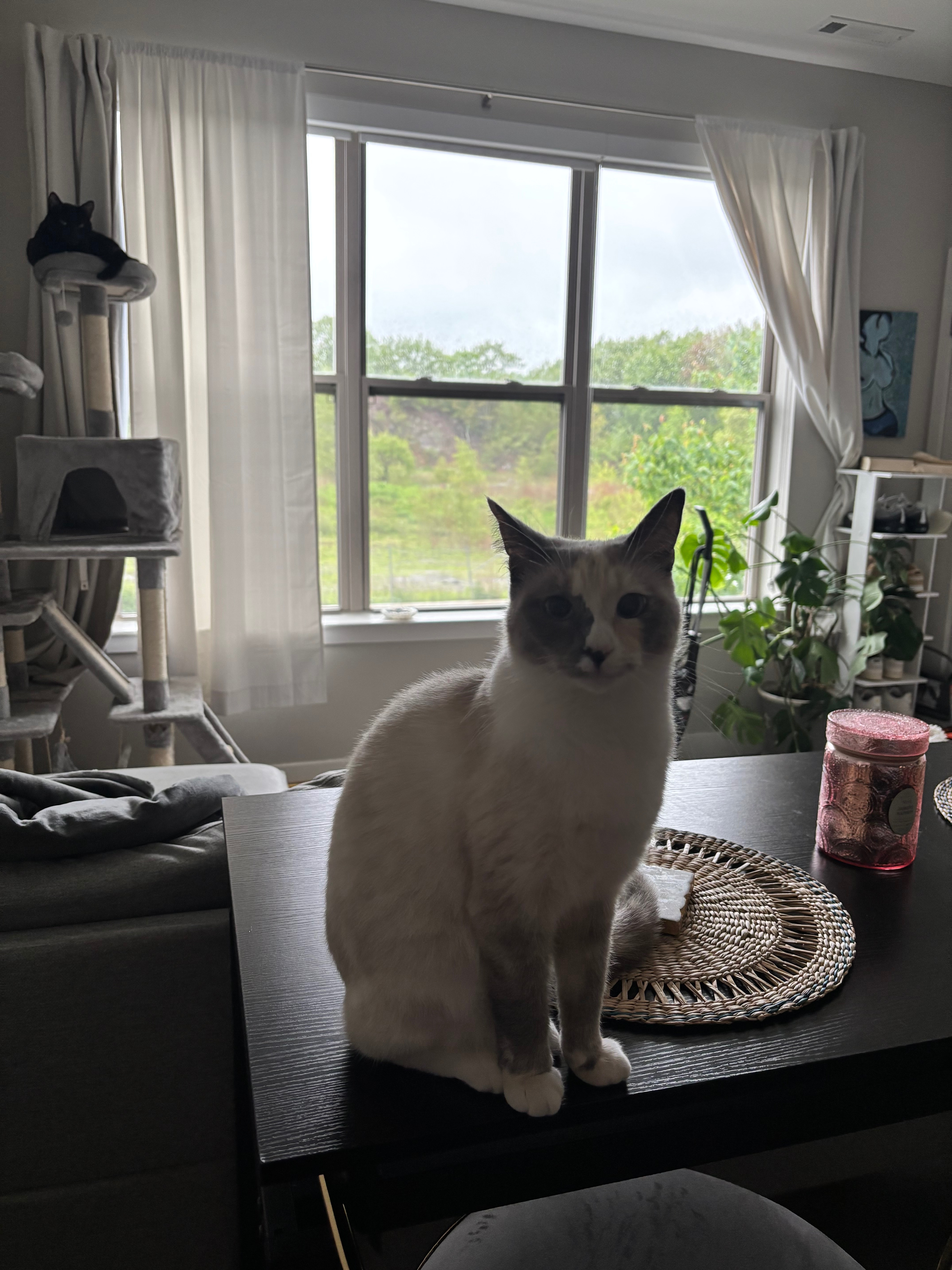 Street Rescue Nylah Needs Urgent Care campaign photo, 5 of 8