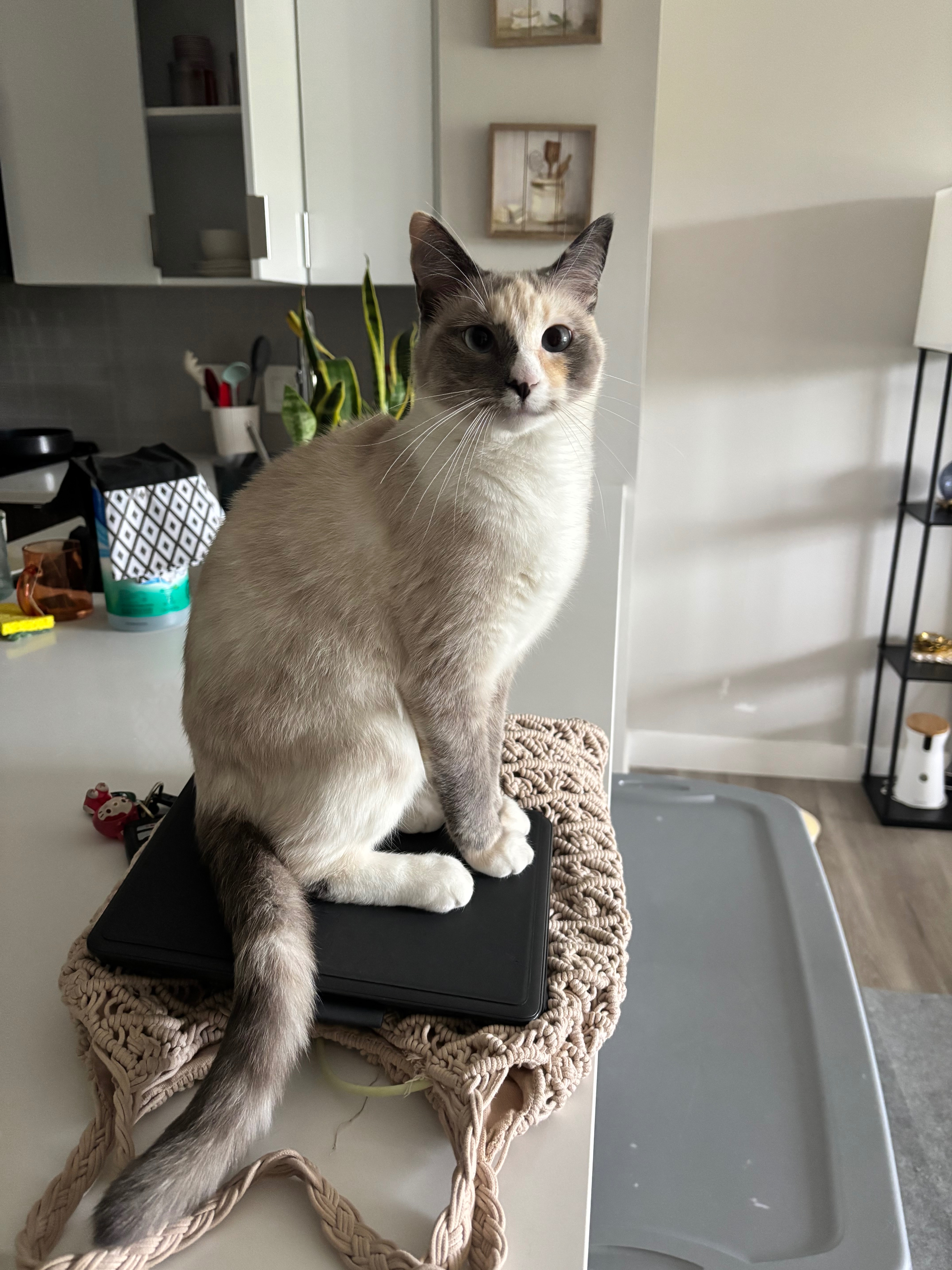 Street Rescue Nylah Needs Urgent Care campaign photo, 4 of 8