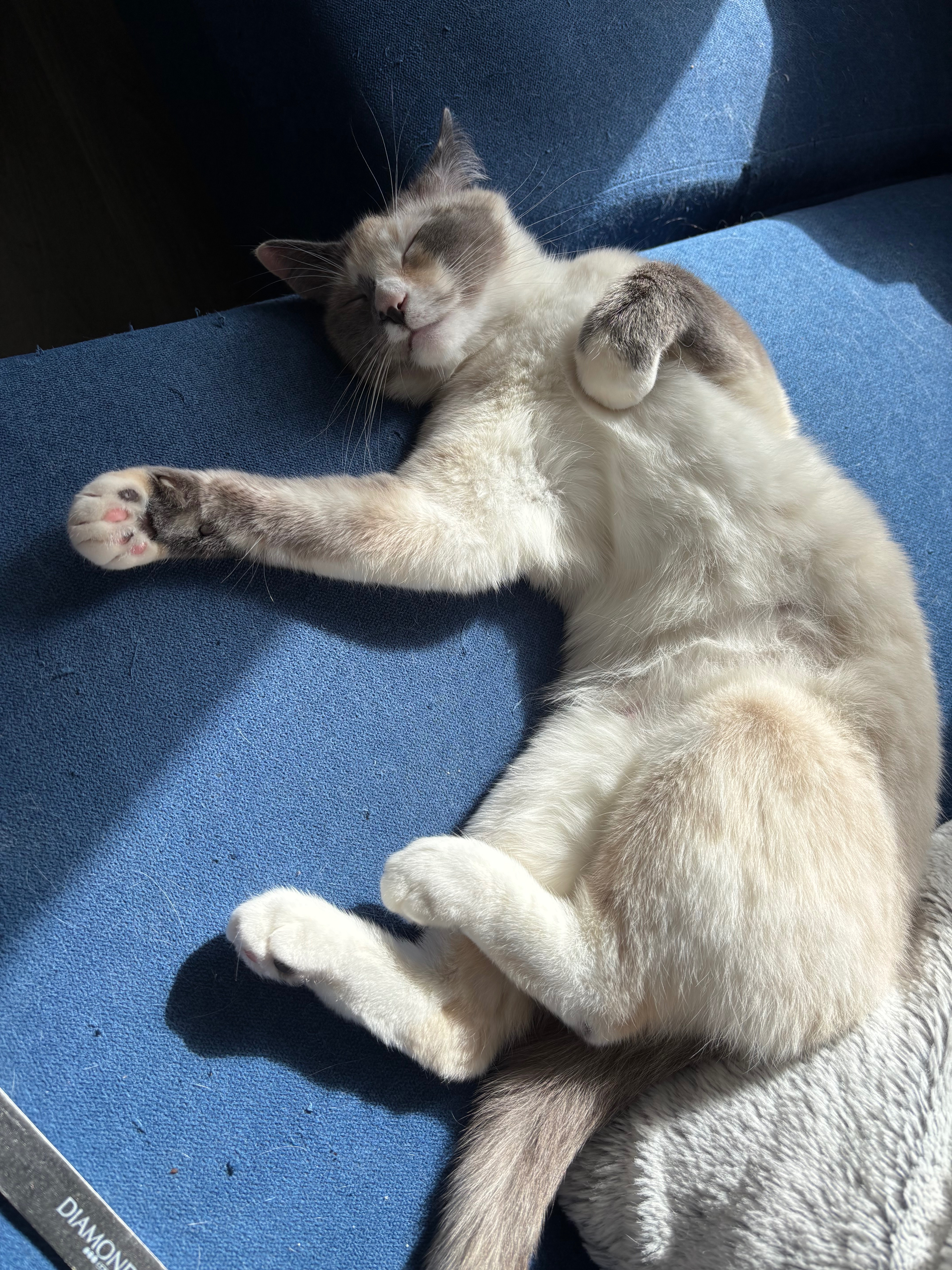 Street Rescue Nylah Needs Urgent Care campaign photo, 6 of 8