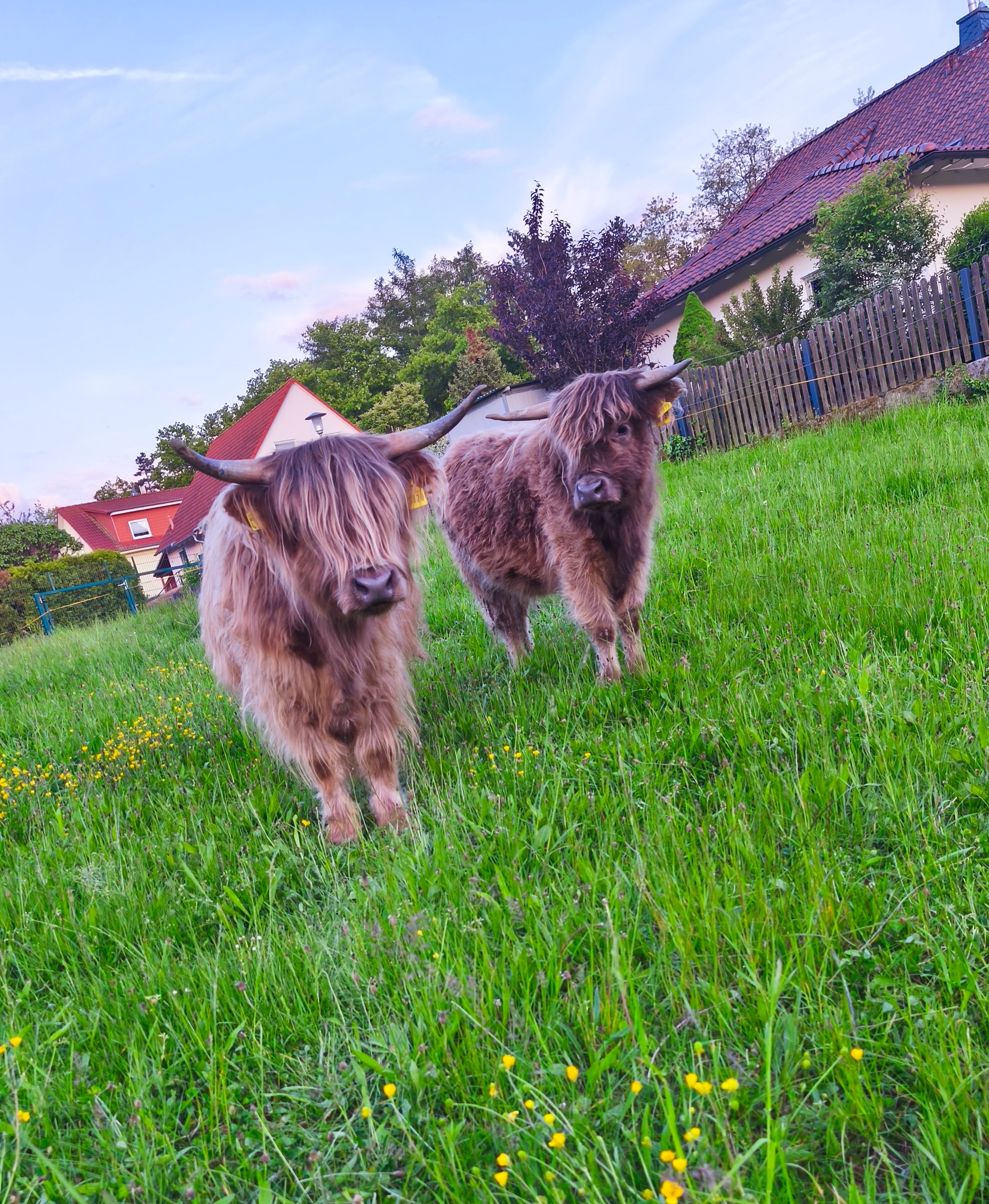 Ein dauerhaftes Dach über dem Kopf unserer Tiere campaign photo, 5 of 6