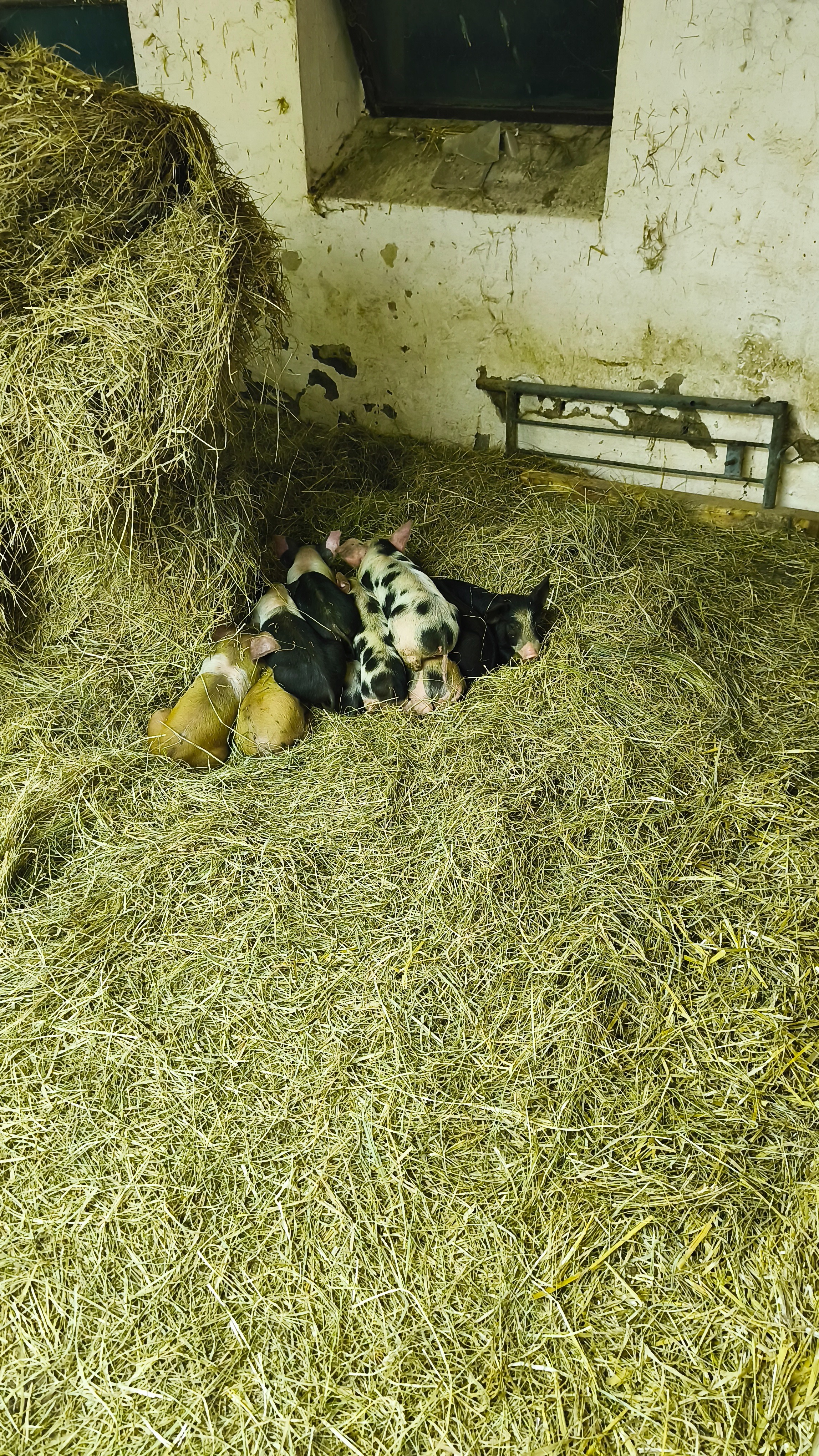 Ein dauerhaftes Dach über dem Kopf unserer Tiere campaign photo, 4 of 6