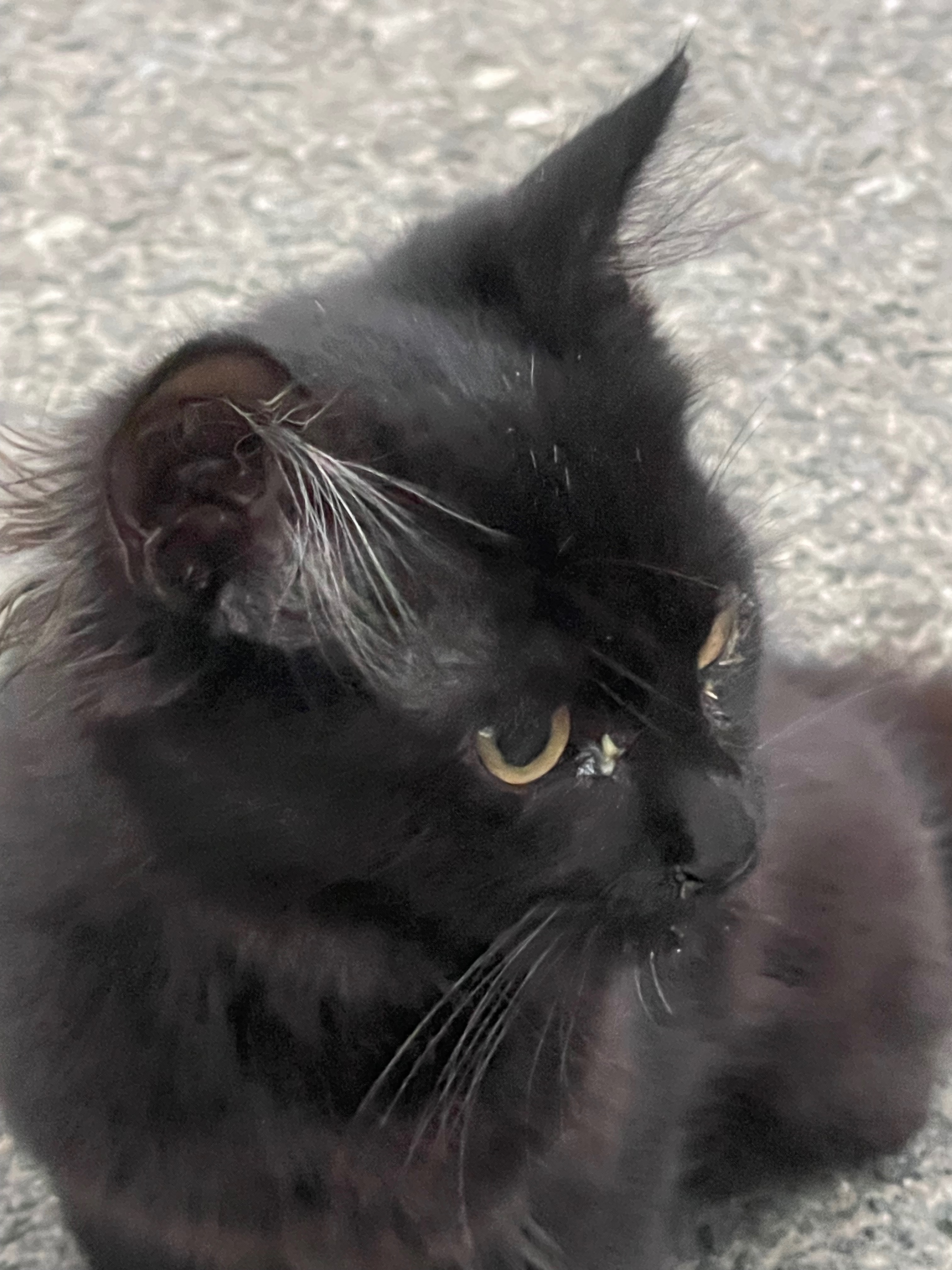 Help three rescued cats heal and thrive! campaign photo, 7 of 8