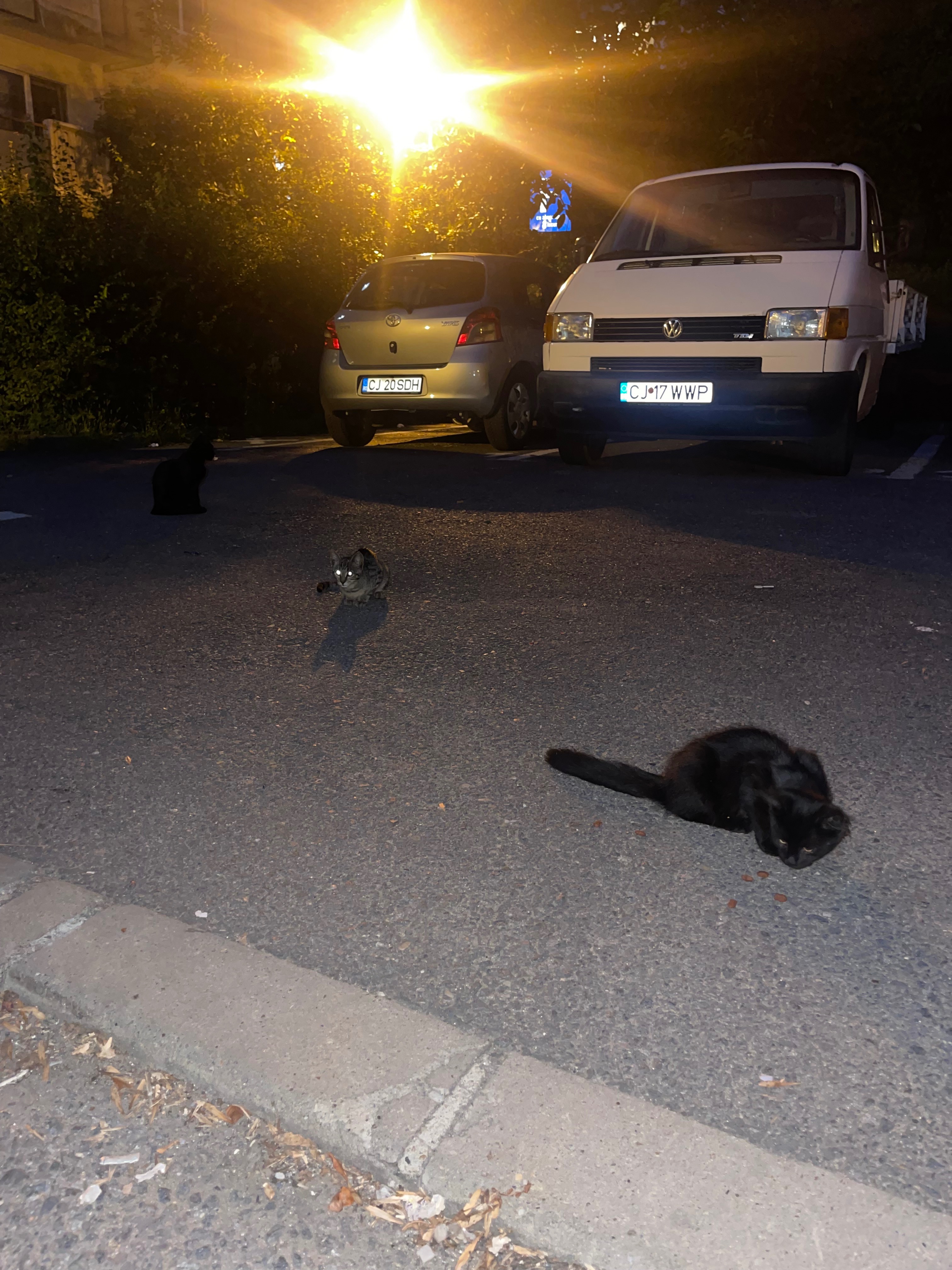 Help three rescued cats heal and thrive! campaign photo, 4 of 8