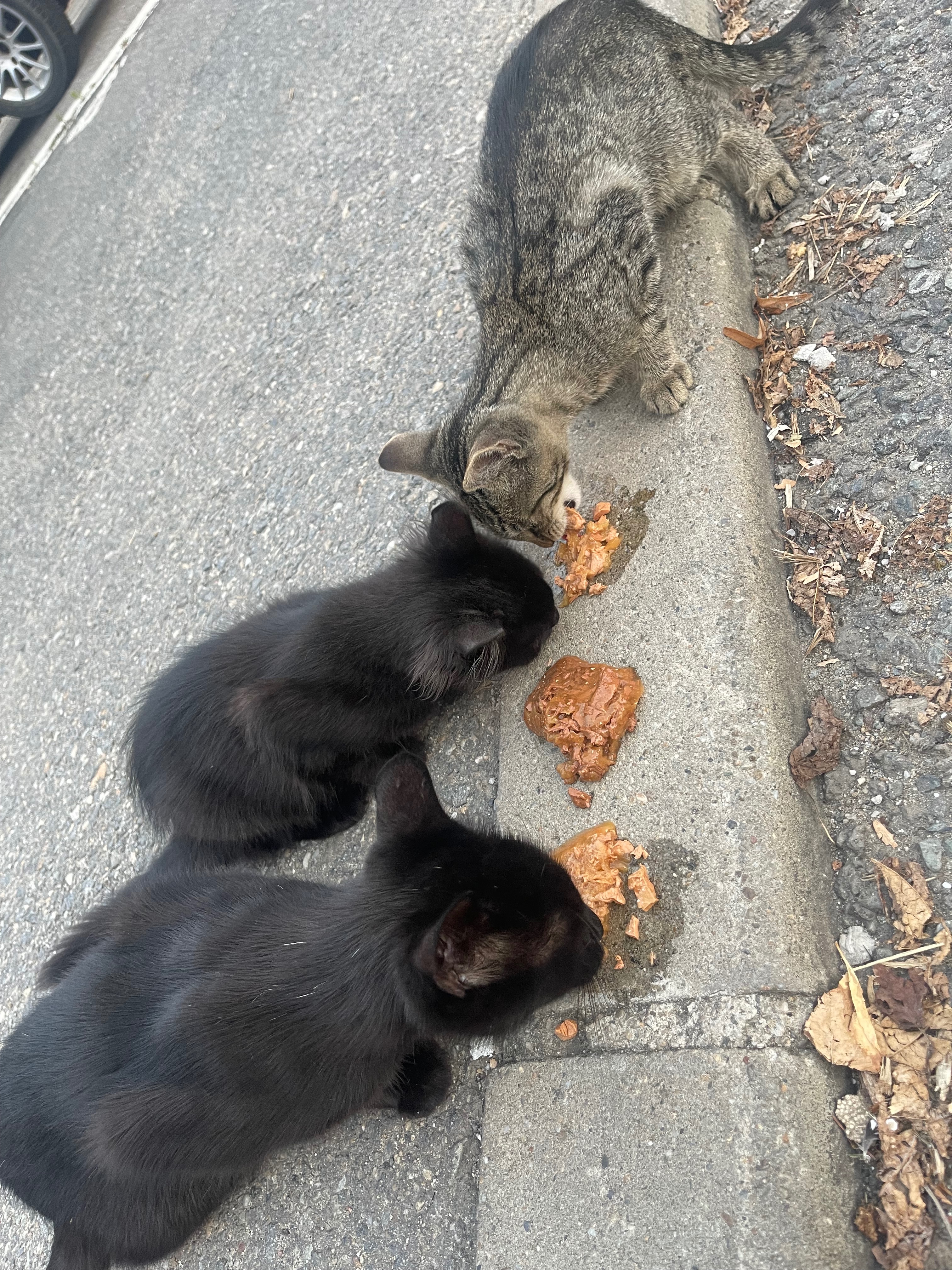 Help three rescued cats heal and thrive! campaign photo, 5 of 8