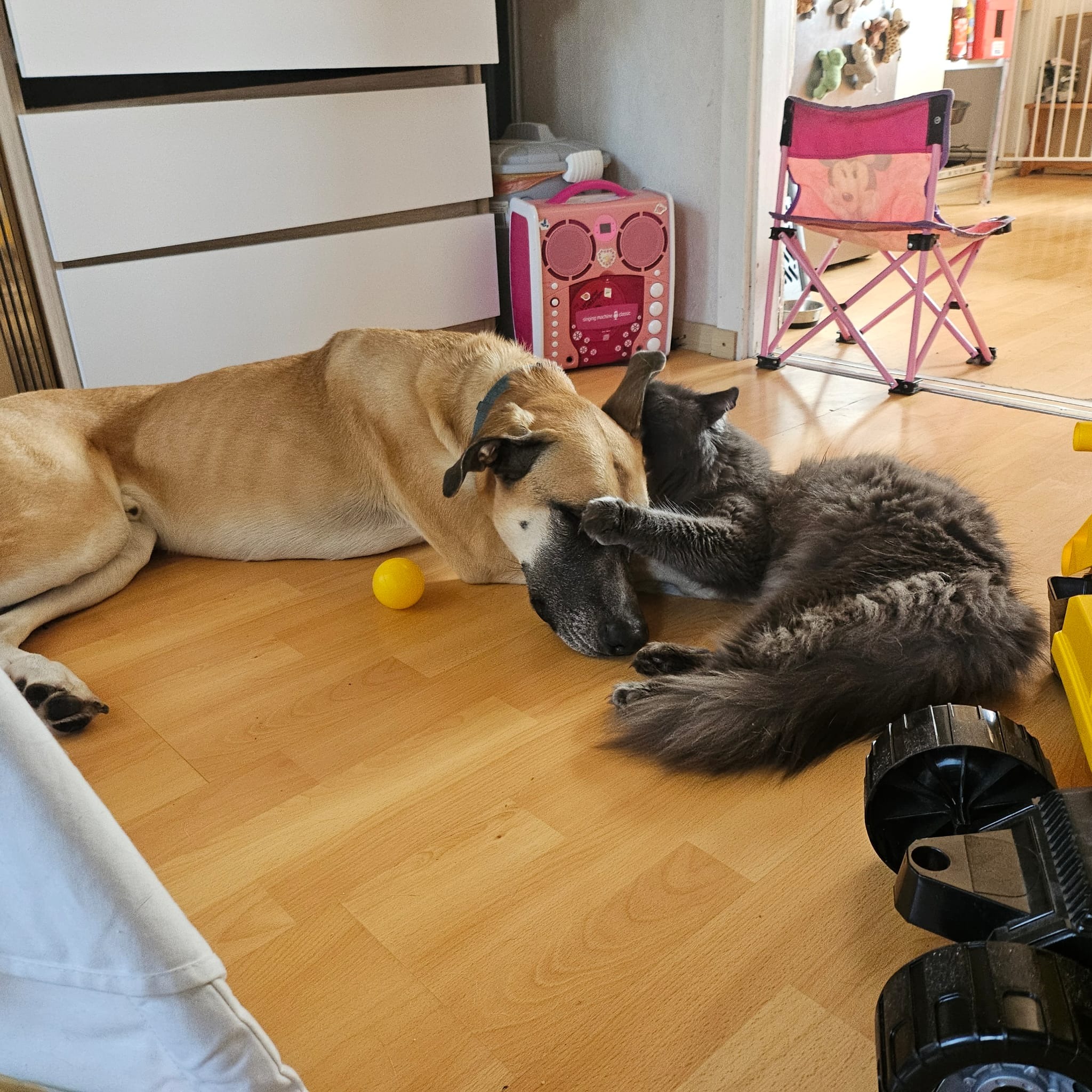 Hilfe für den frechsten Hund der Welt - Rick campaign photo, 4 of 8