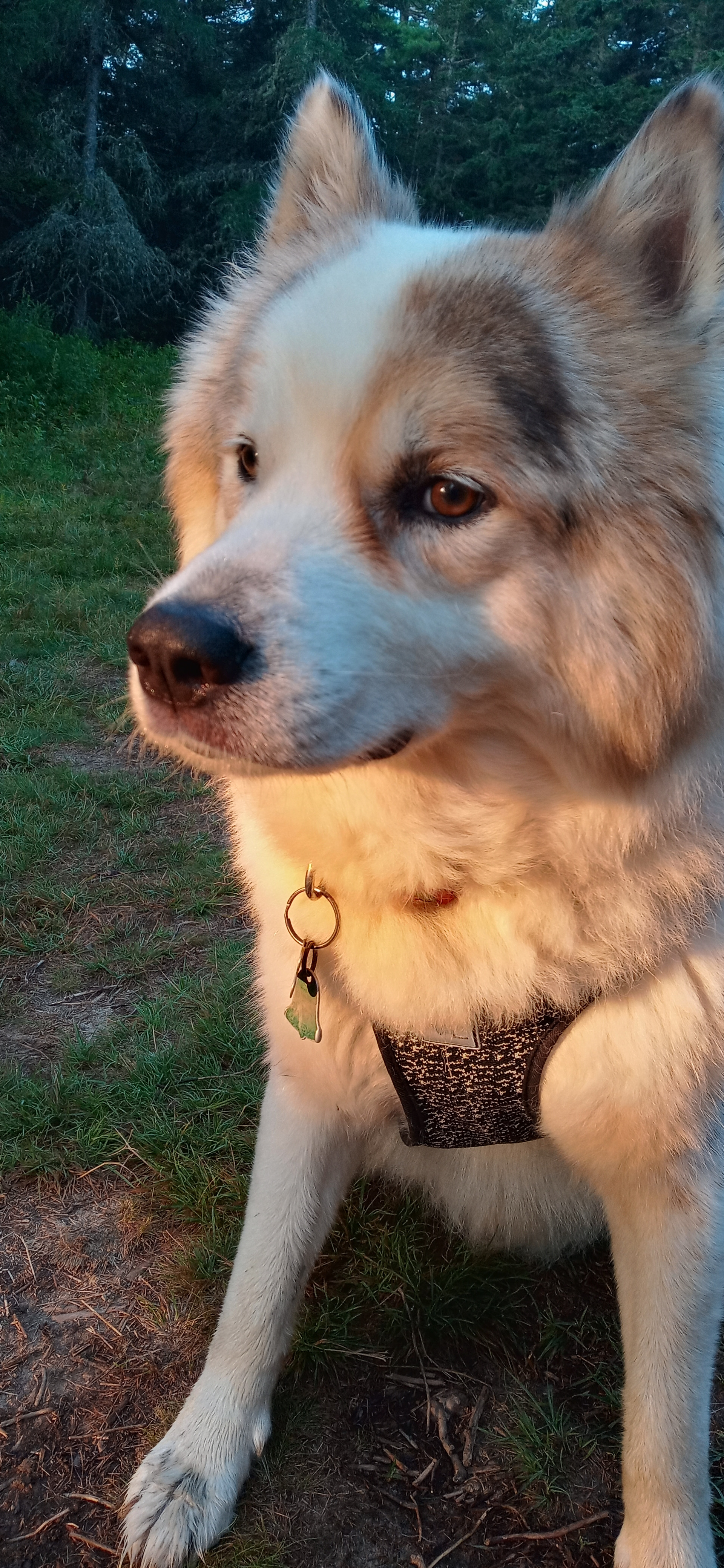 Help Eliza Save Her Beloved Companion campaign photo, 2 of 4