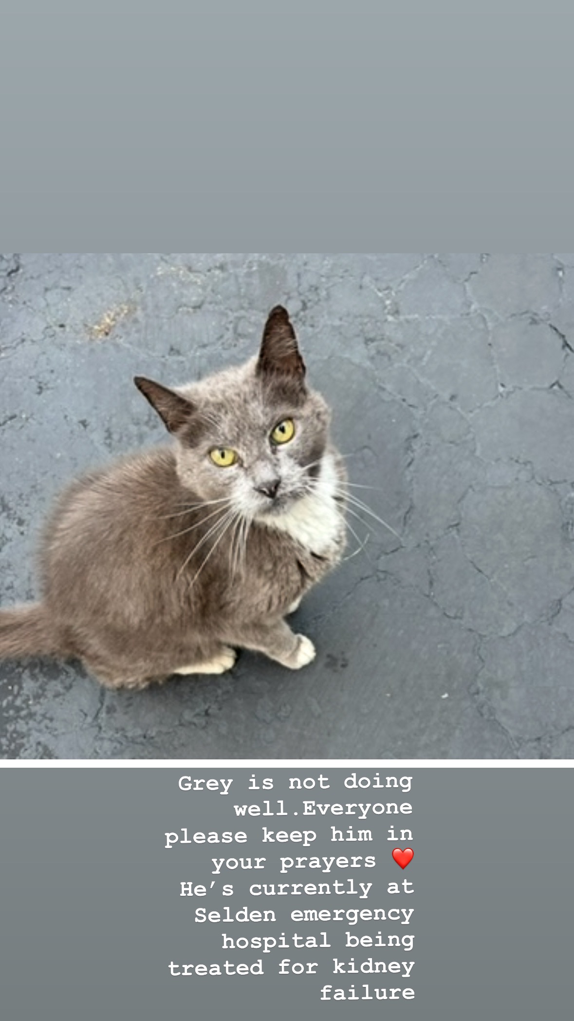 Help Mr. Grey keep fighting campaign photo, 2 of 8