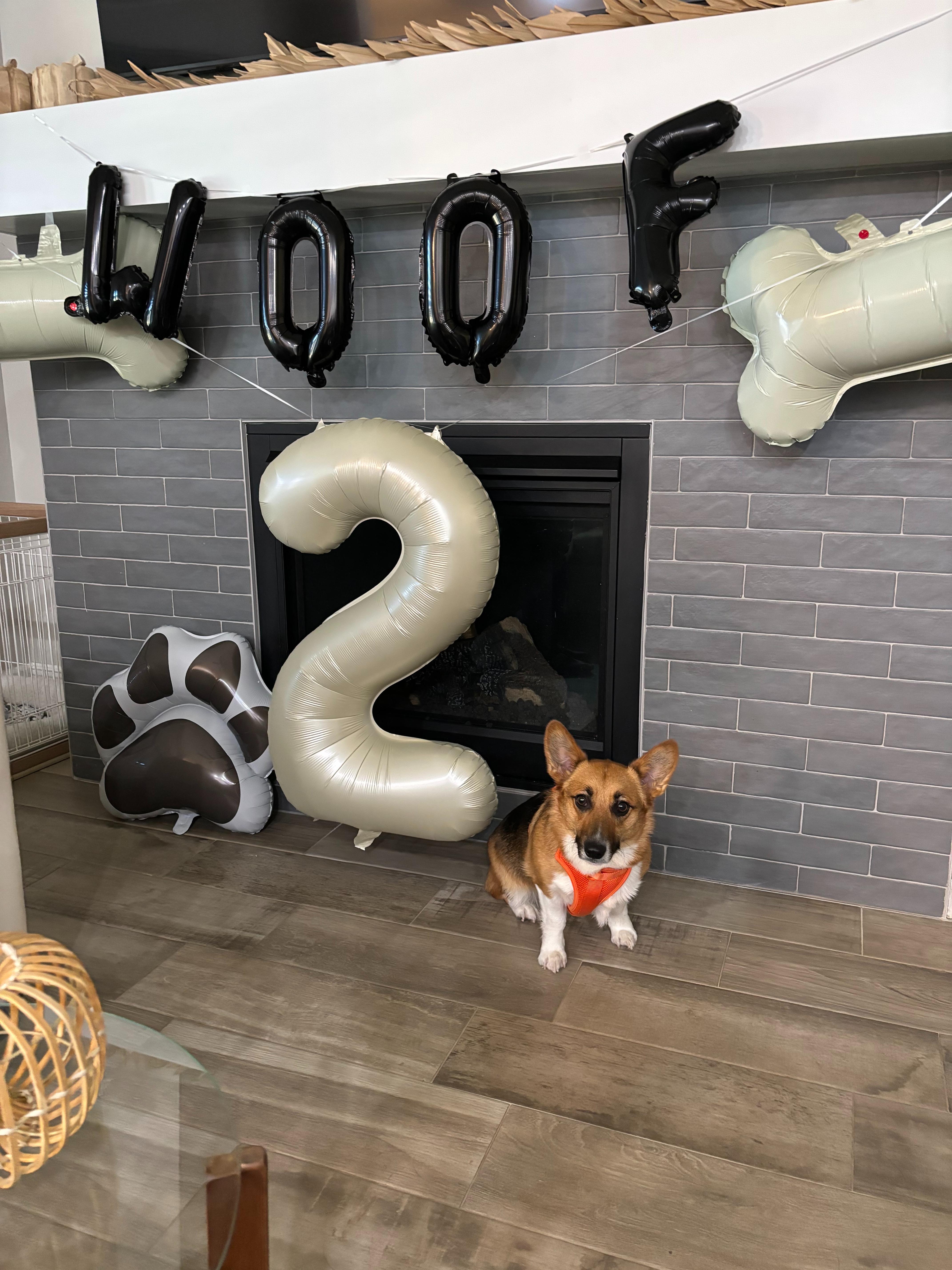 Save Our Corgi Ollie from Cancer campaign photo, 6 of 7