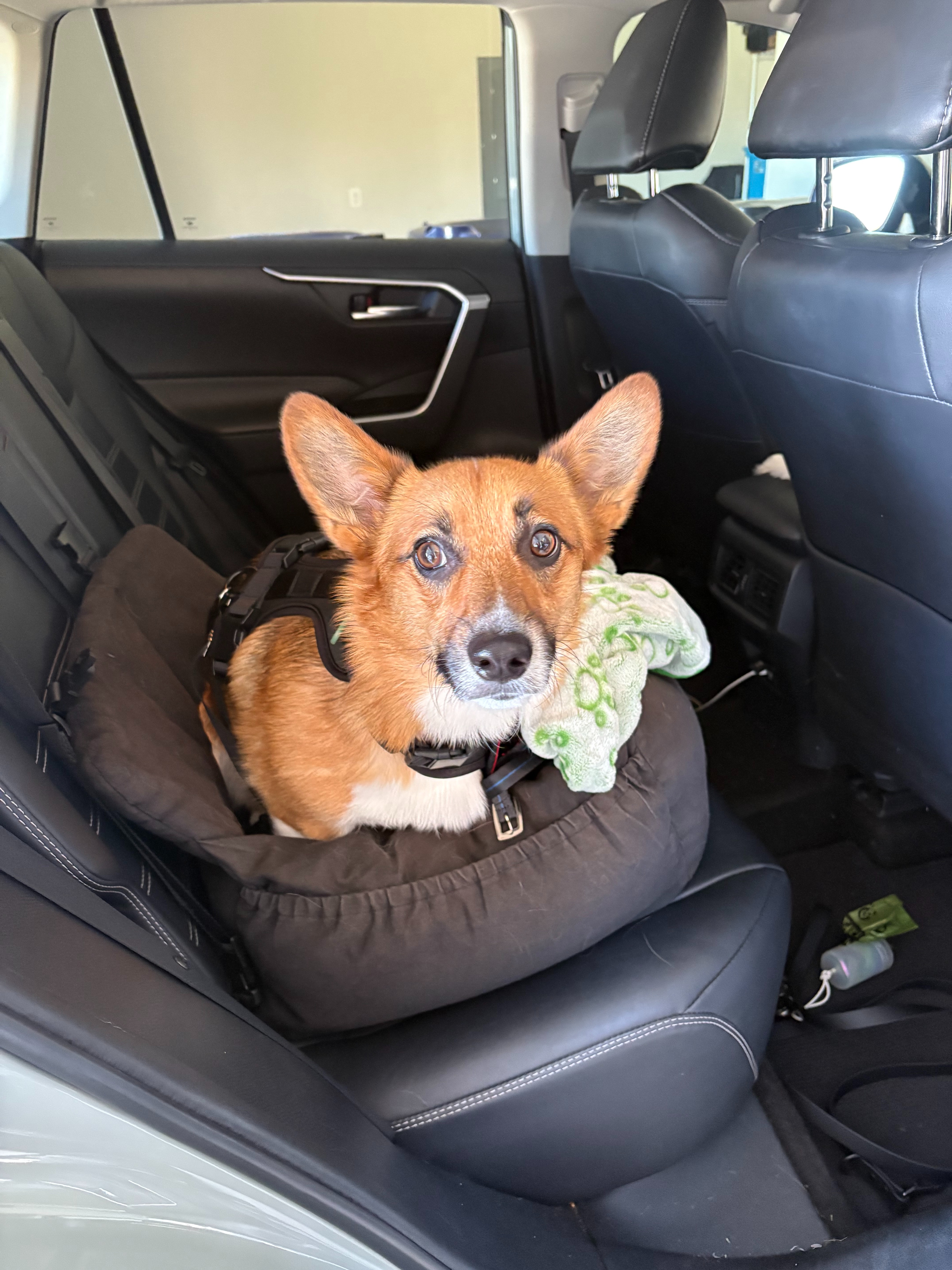 Save Our Corgi Ollie from Cancer campaign photo, 2 of 7