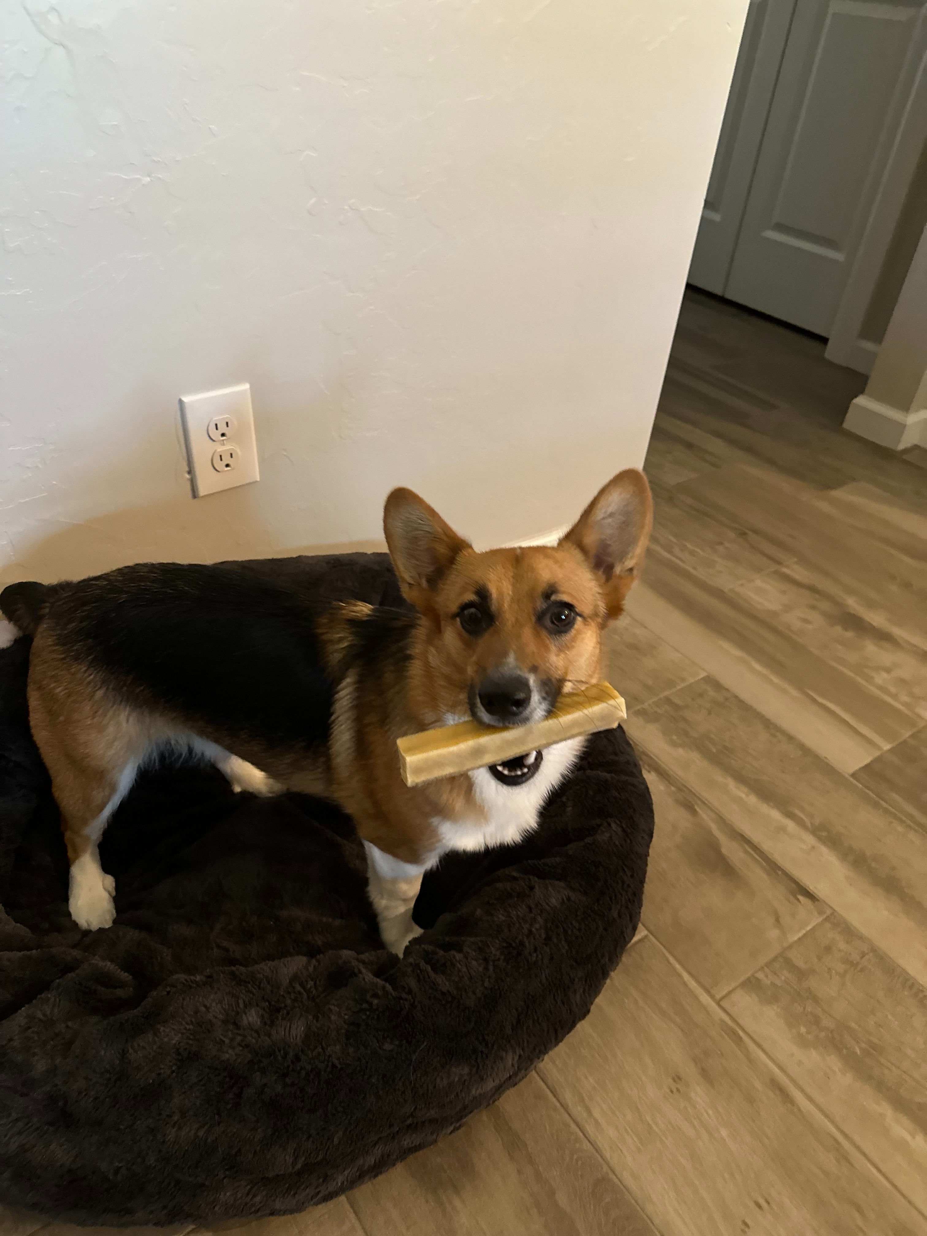 Save Our Corgi Ollie from Cancer campaign photo, 4 of 7
