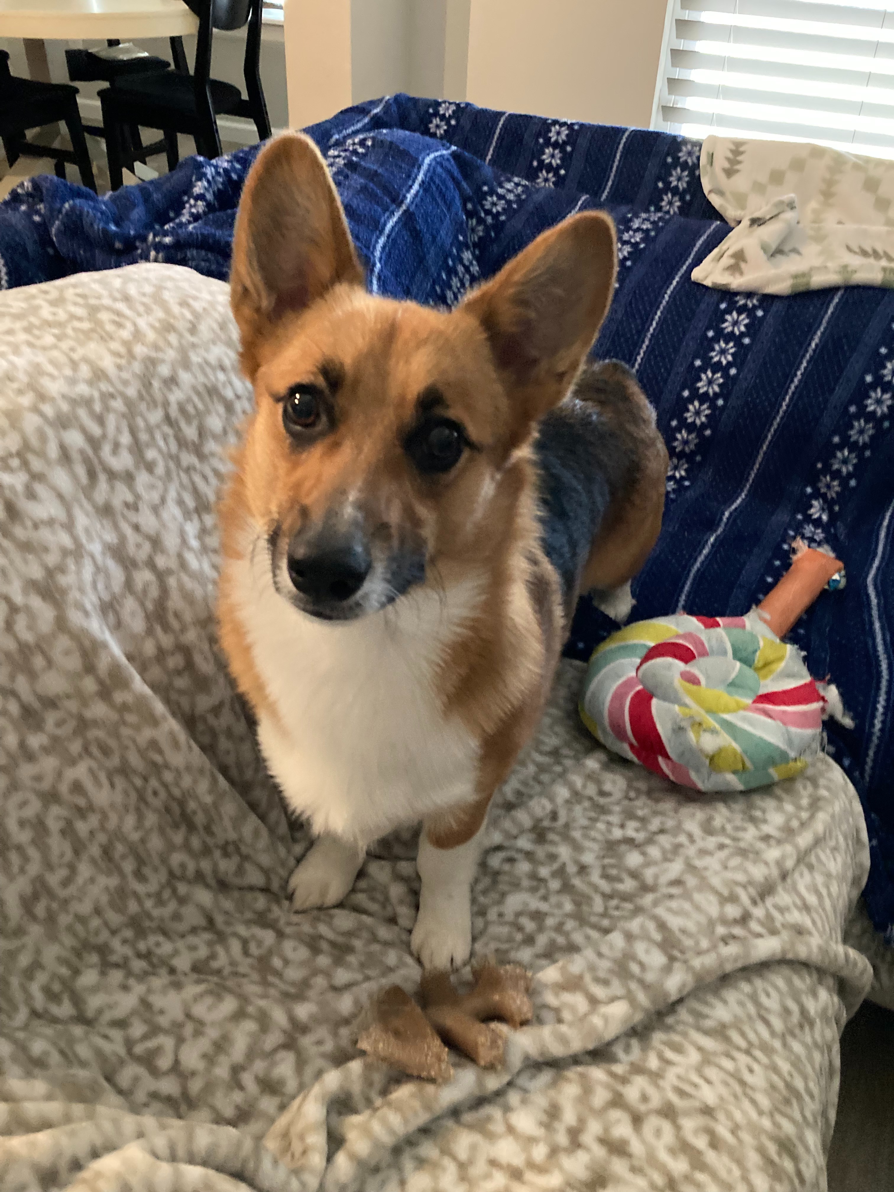 Save Our Corgi Ollie from Cancer campaign photo, 5 of 7